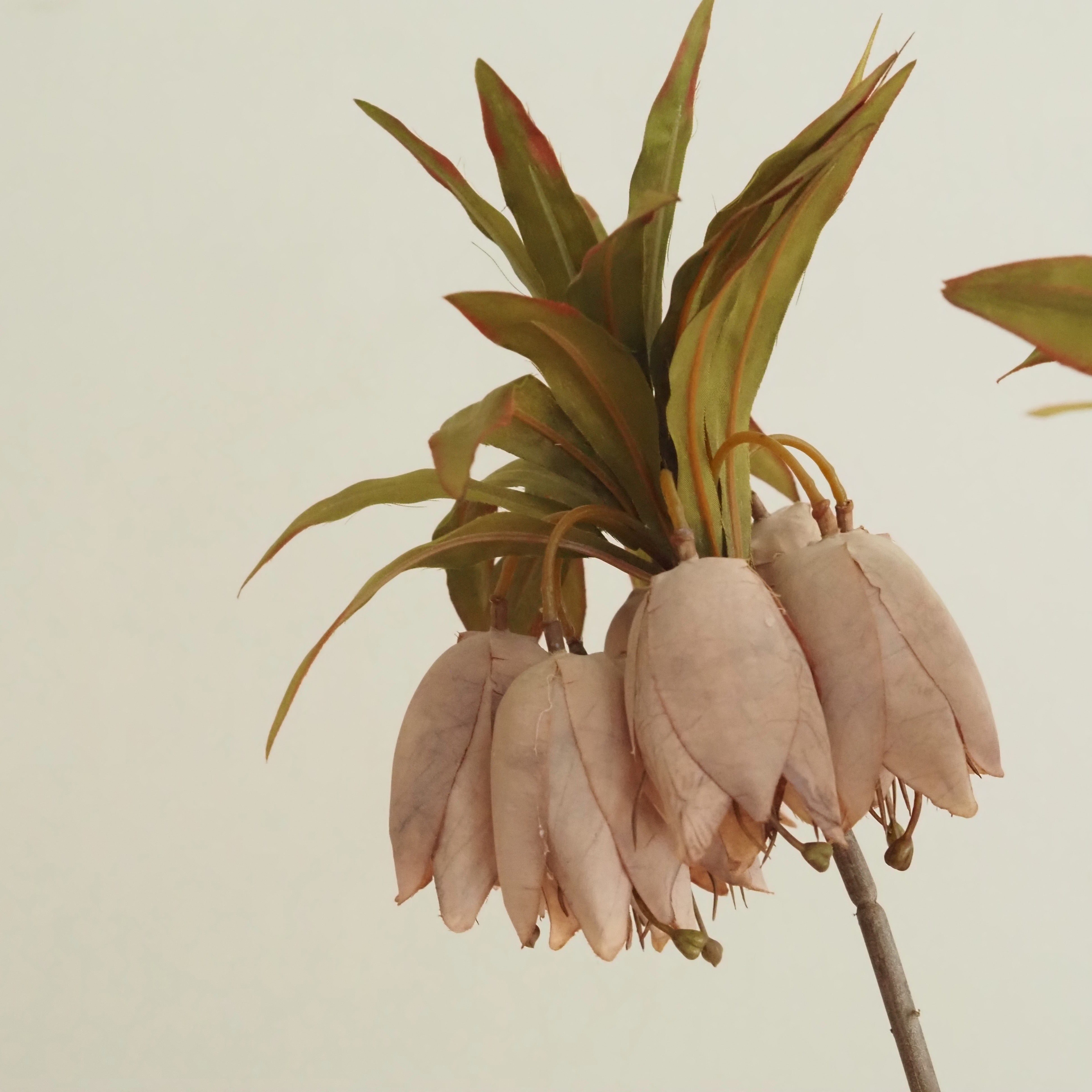 Fritillaria-Stiel [OFFWHITE / BRAUN] · Hängende Glockenblüten mit Blattkrone, 77 cm