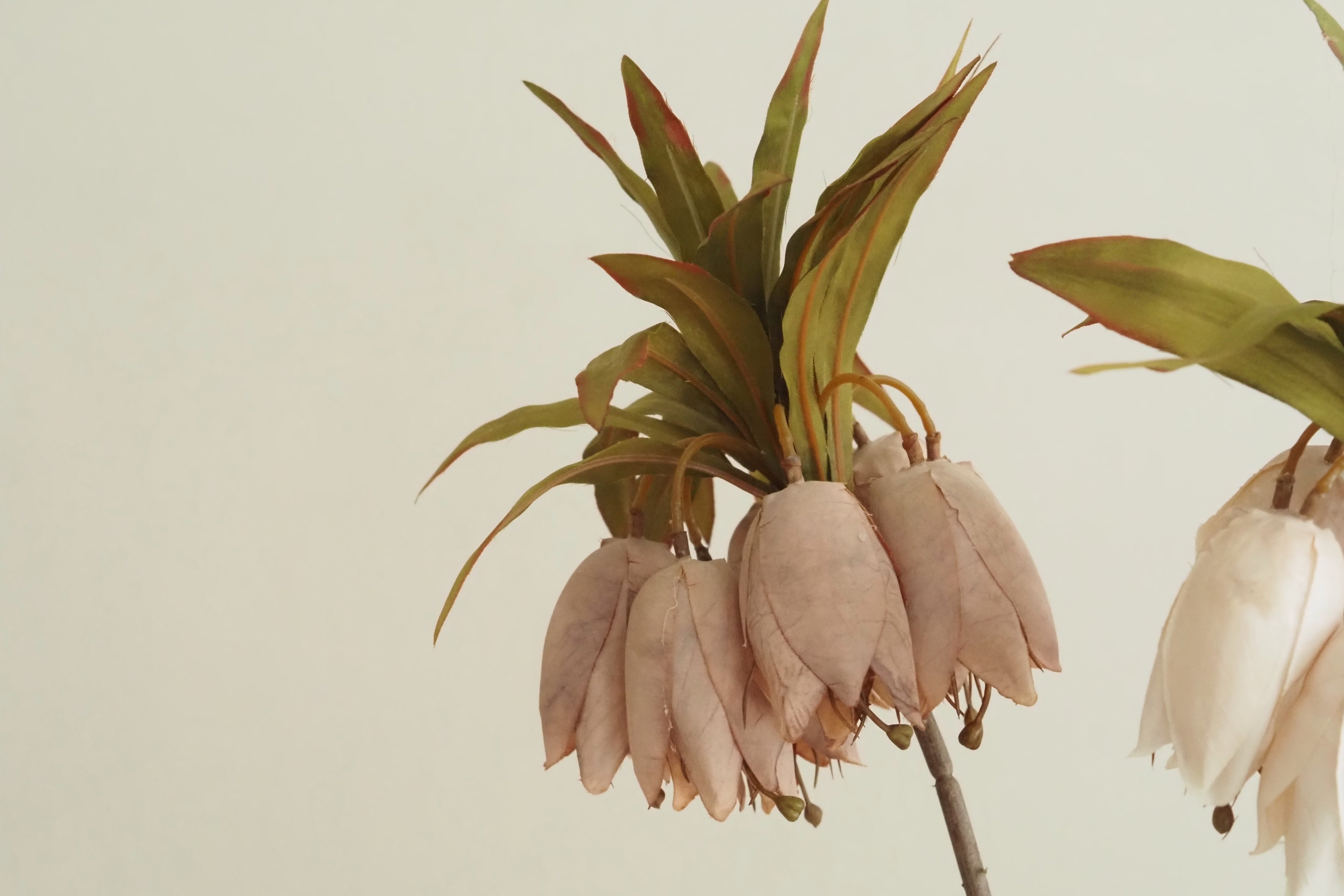 Fritillaria-Stiel [OFFWHITE / BRAUN] · Hängende Glockenblüten mit Blattkrone, 77 cm