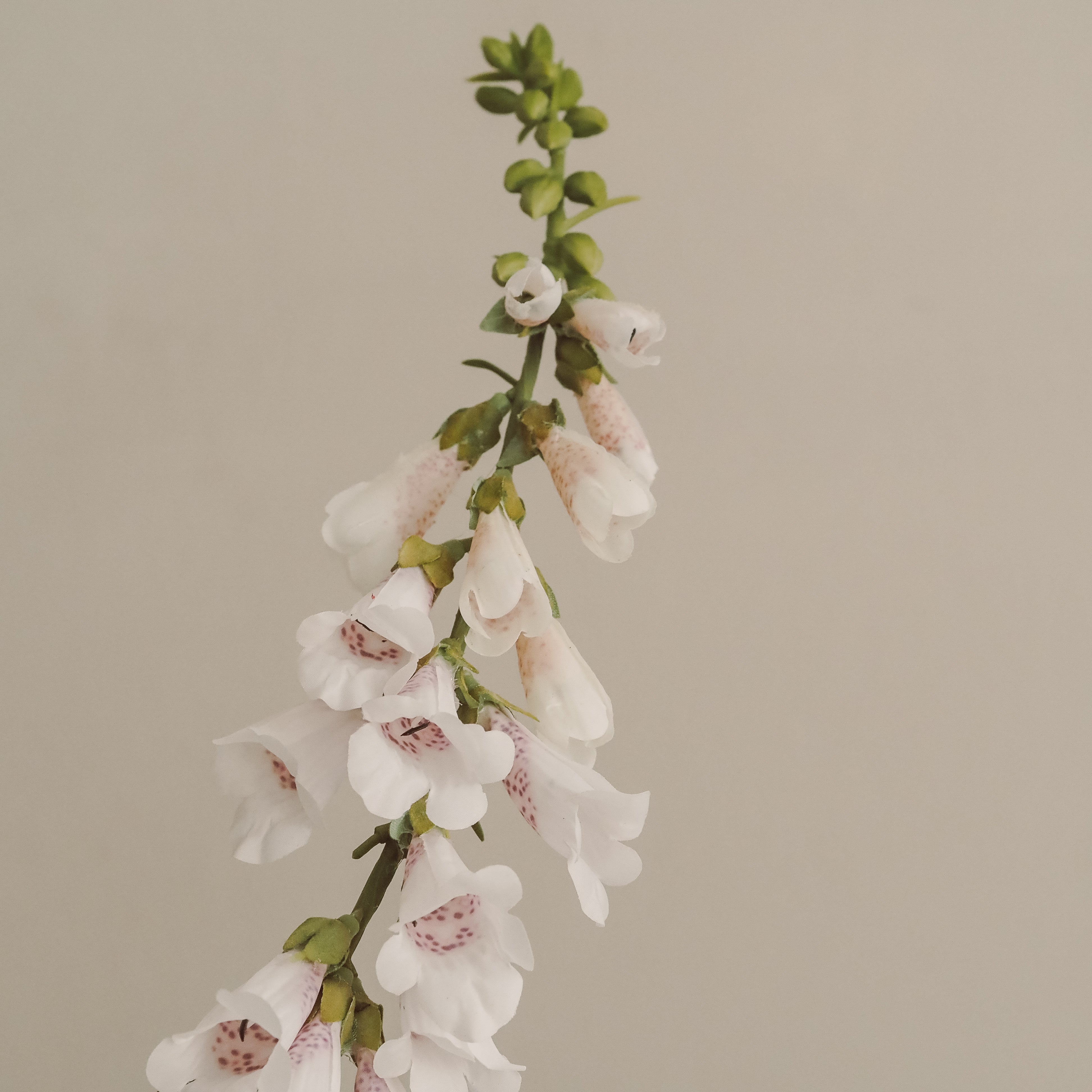 Fingerhut-Stiel Weiß · Gesprenkelte Glockenblüten im Landhausstil, 89 cm