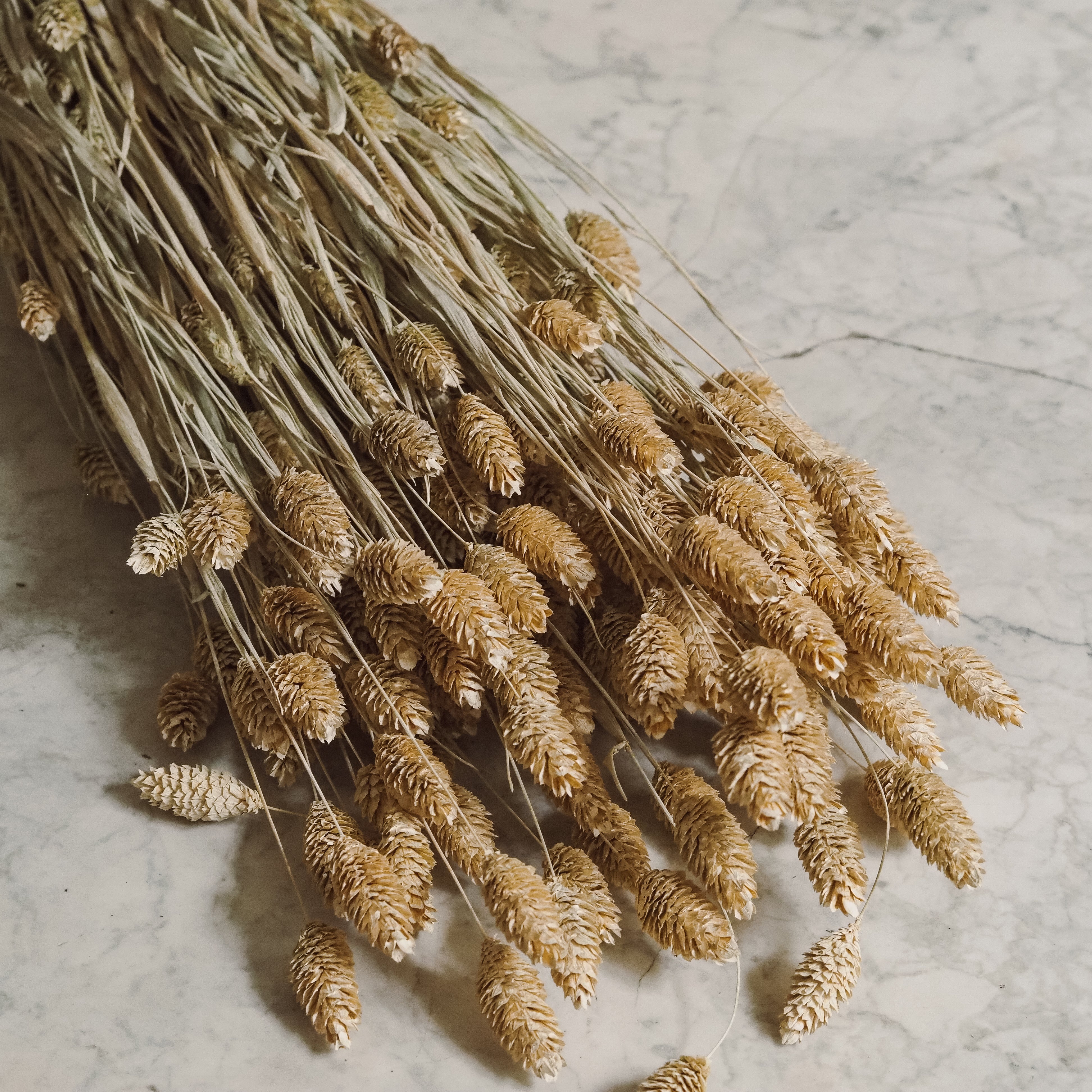 Phalaris-Bund Sandstein · Getrocknetes Glanzgras in warmer Naturfarbe