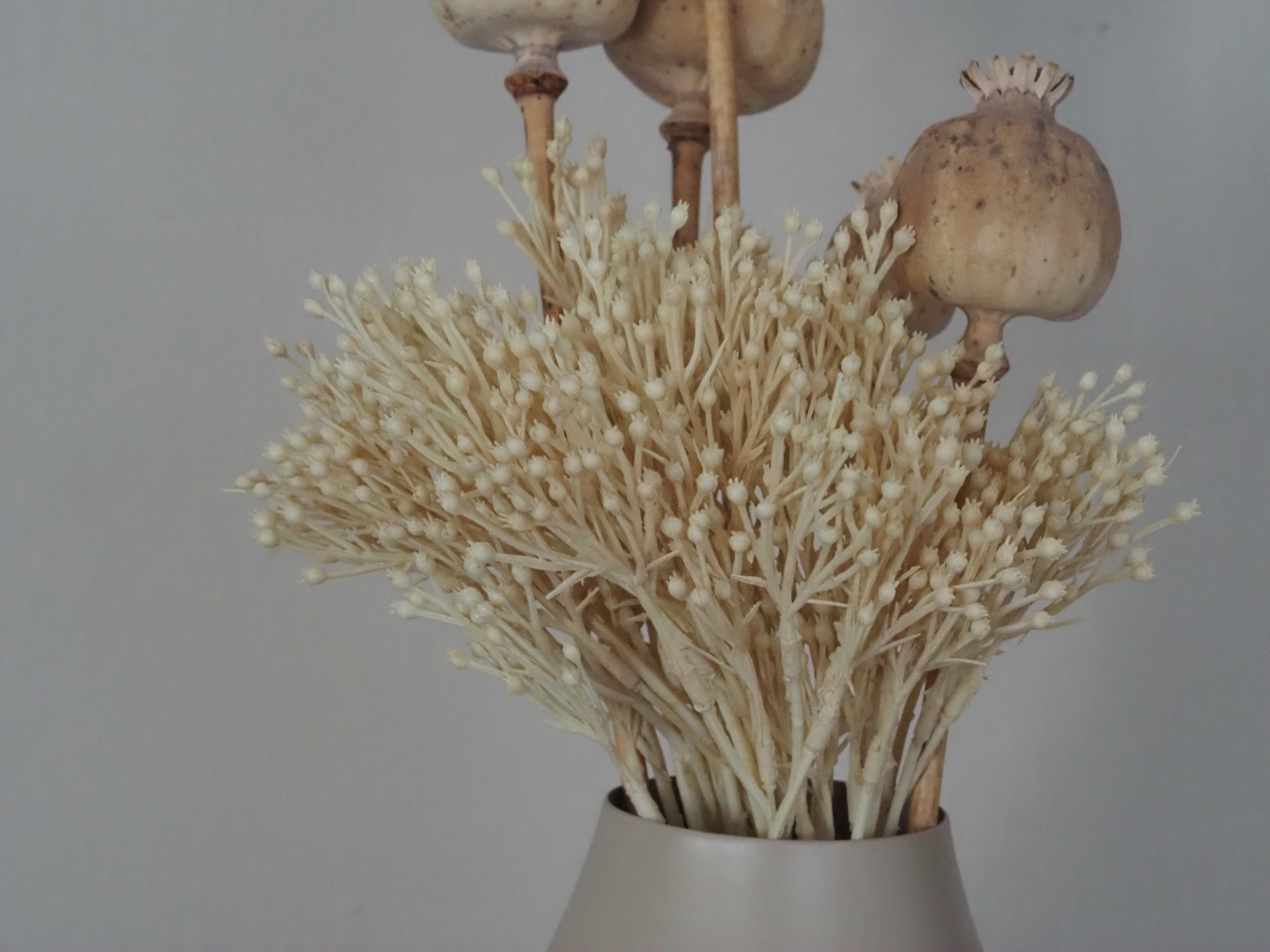 Beerenzweig · dekorativer Zweig in Creme