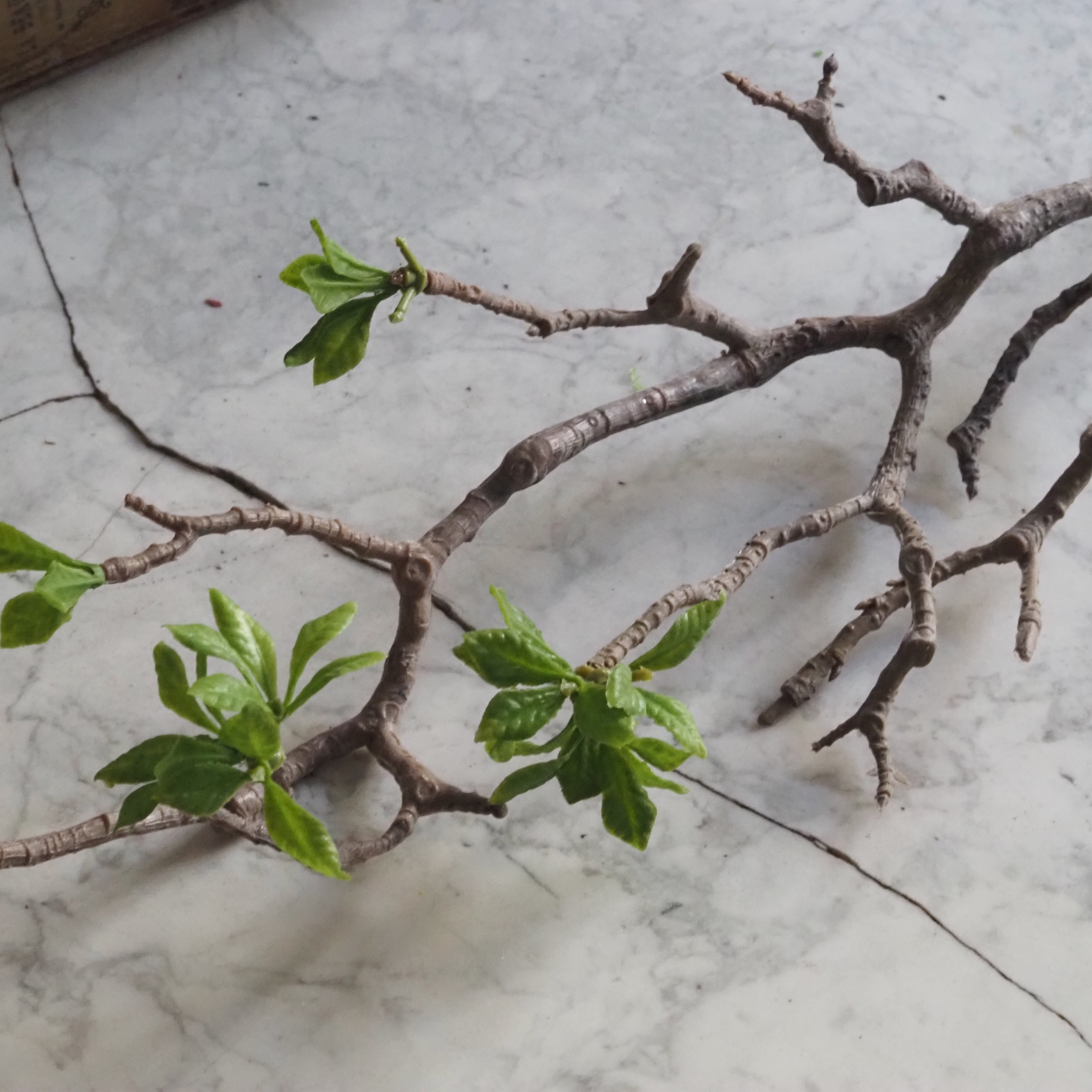 Magnolienzweig grün · botanisch inspirierter Dekorationszweig, Frühlingsdeko