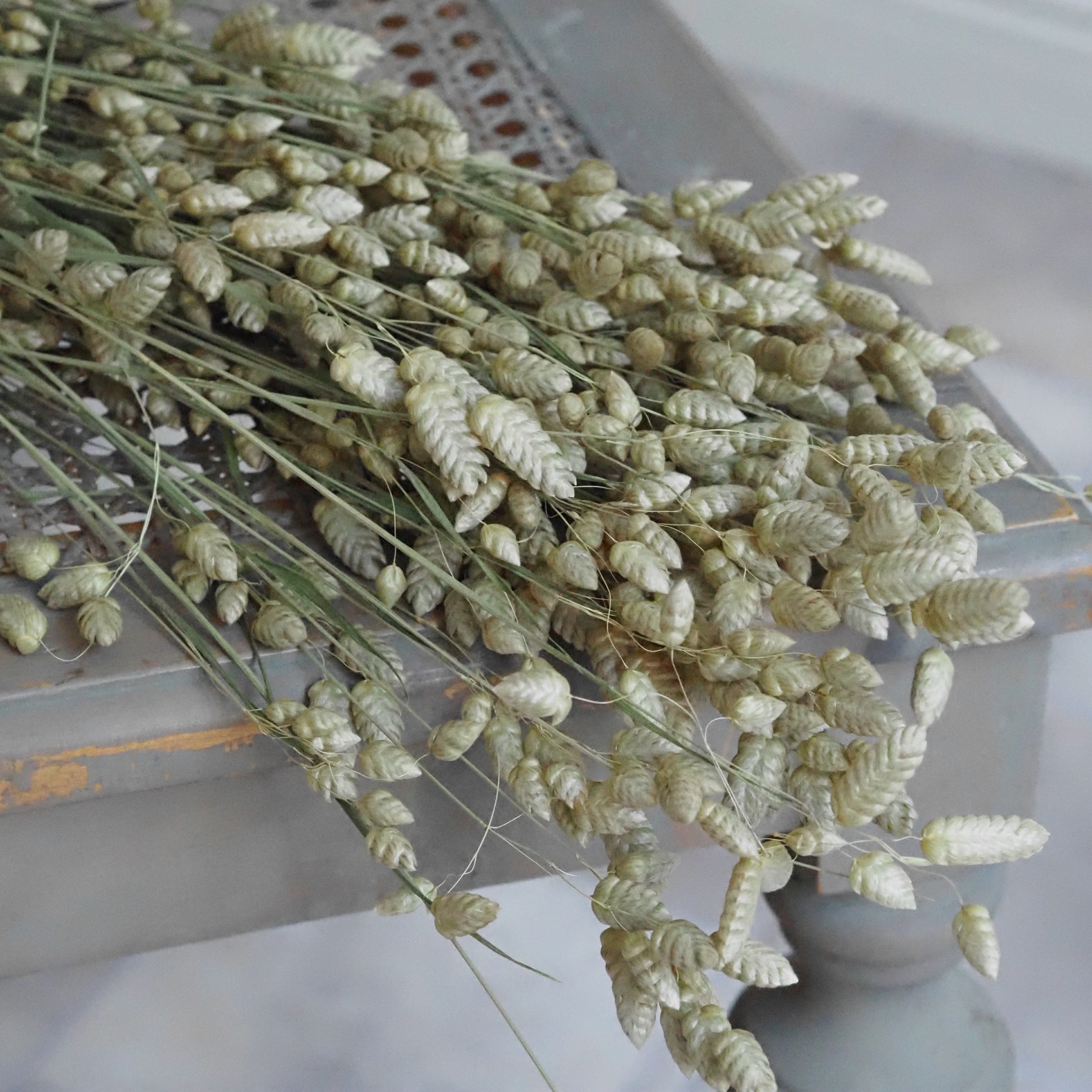 Zittergras Trockenblumen Bund · Briza maxima naturfarben