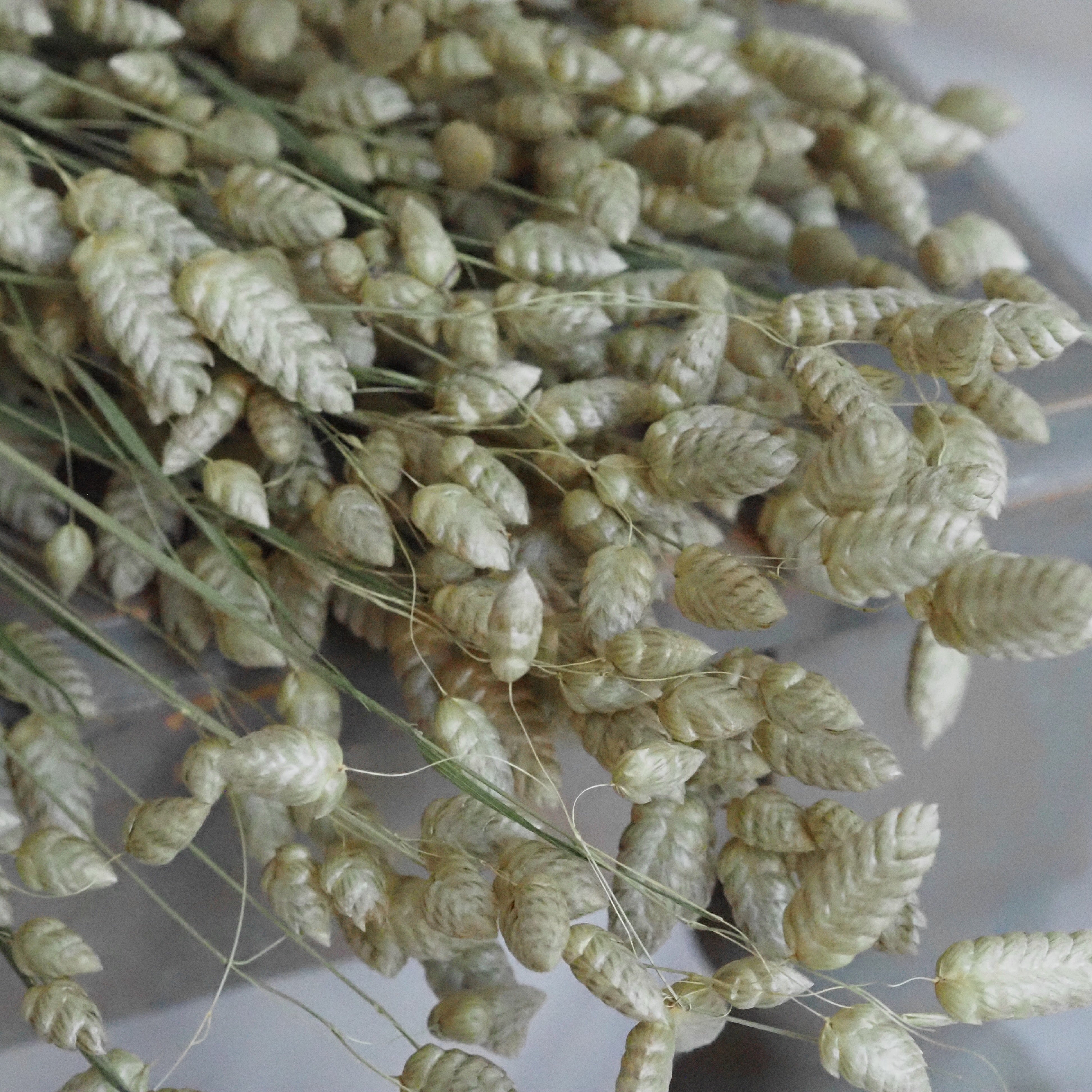Zittergras Trockenblumen Bund · Briza maxima naturfarben