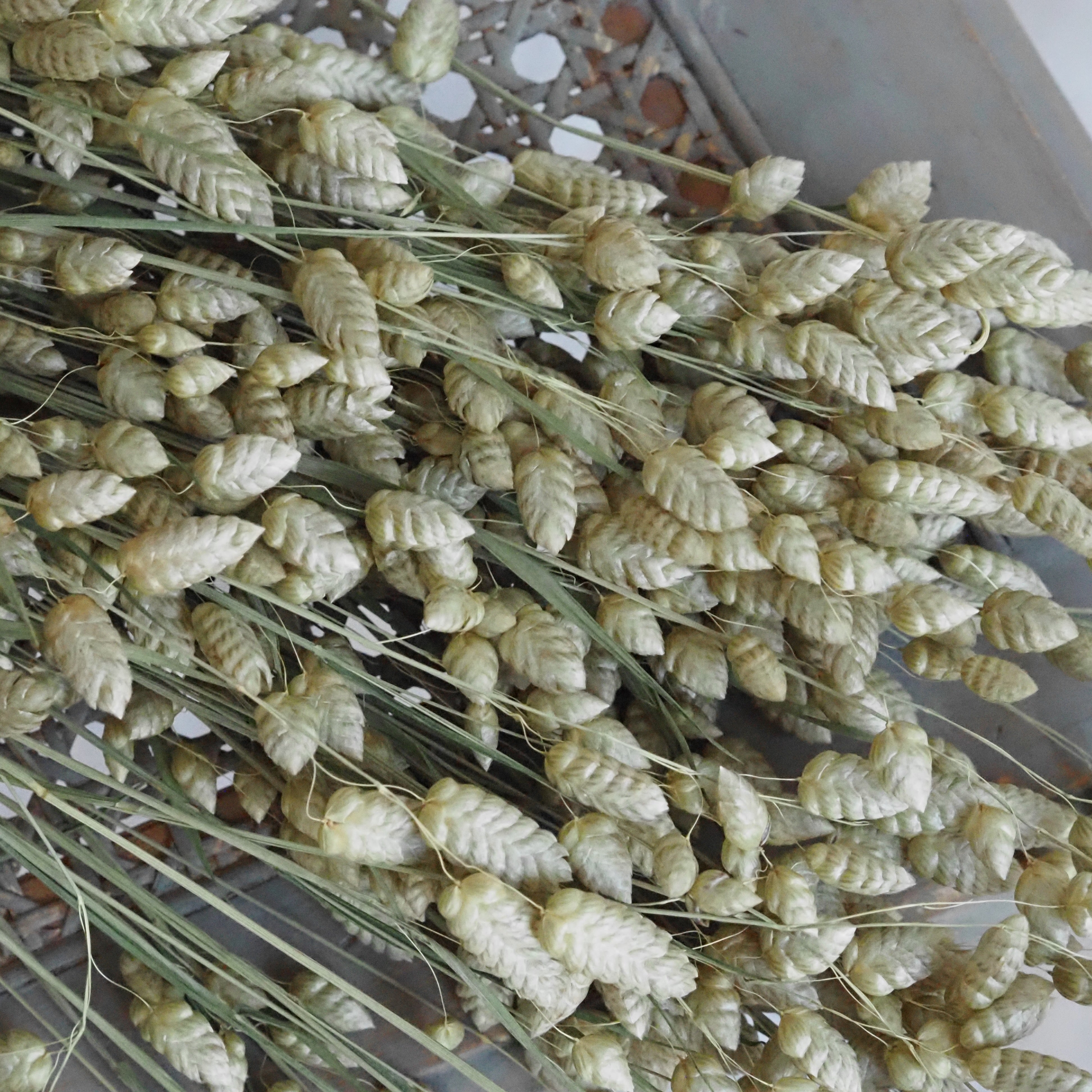 Zittergras Trockenblumen Bund · Briza maxima naturfarben
