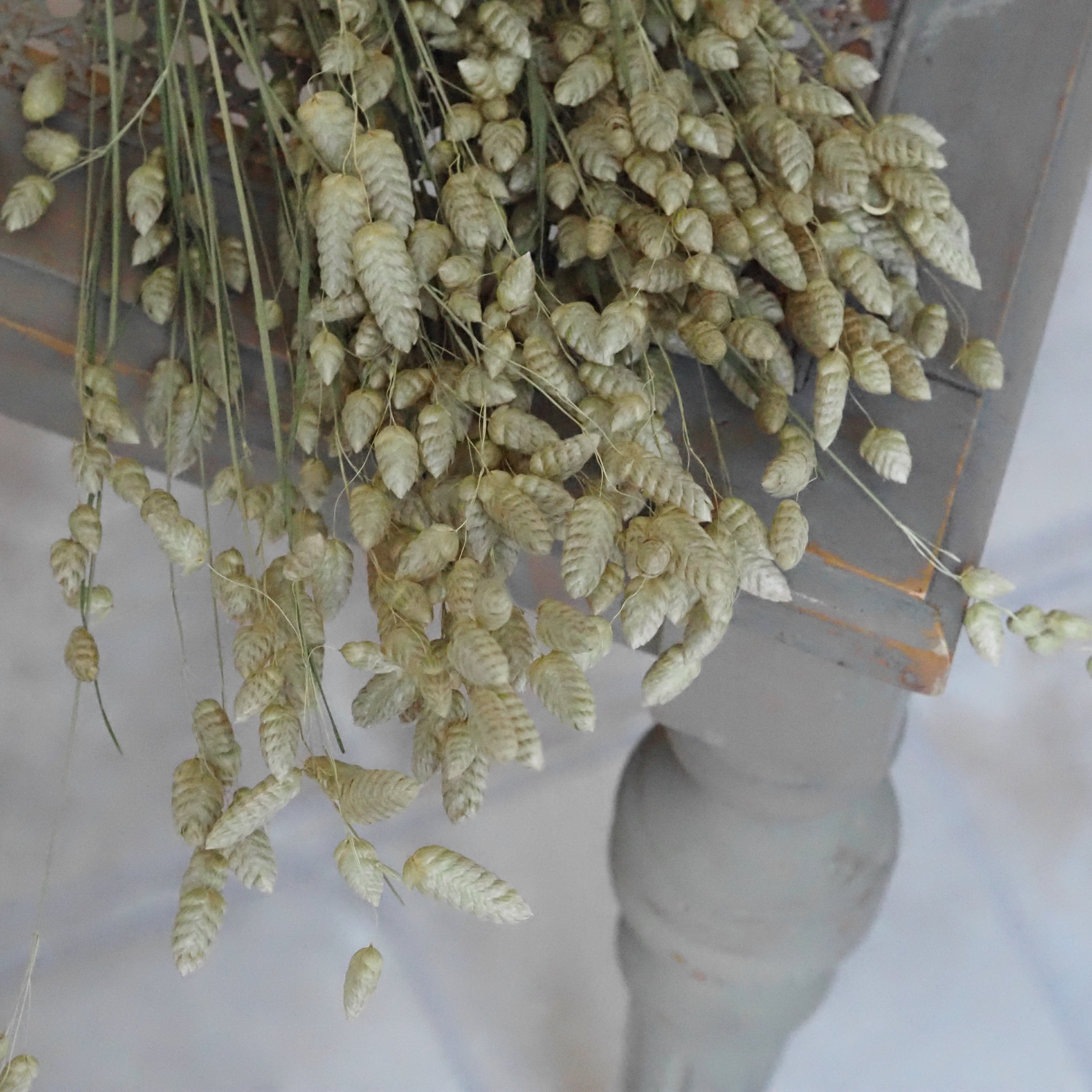 Zittergras Trockenblumen Bund · Briza maxima naturfarben