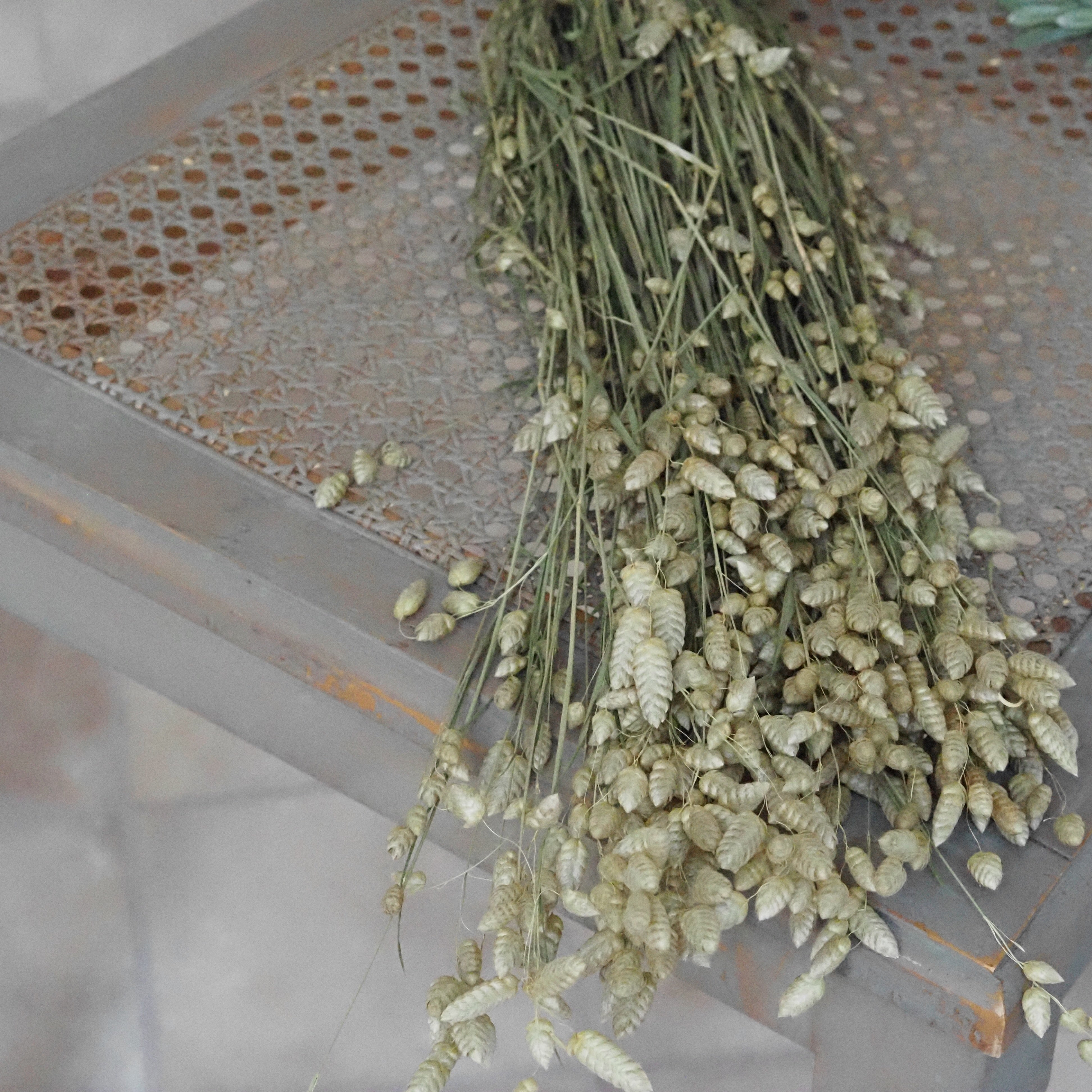 Zittergras Trockenblumen Bund · Briza maxima naturfarben