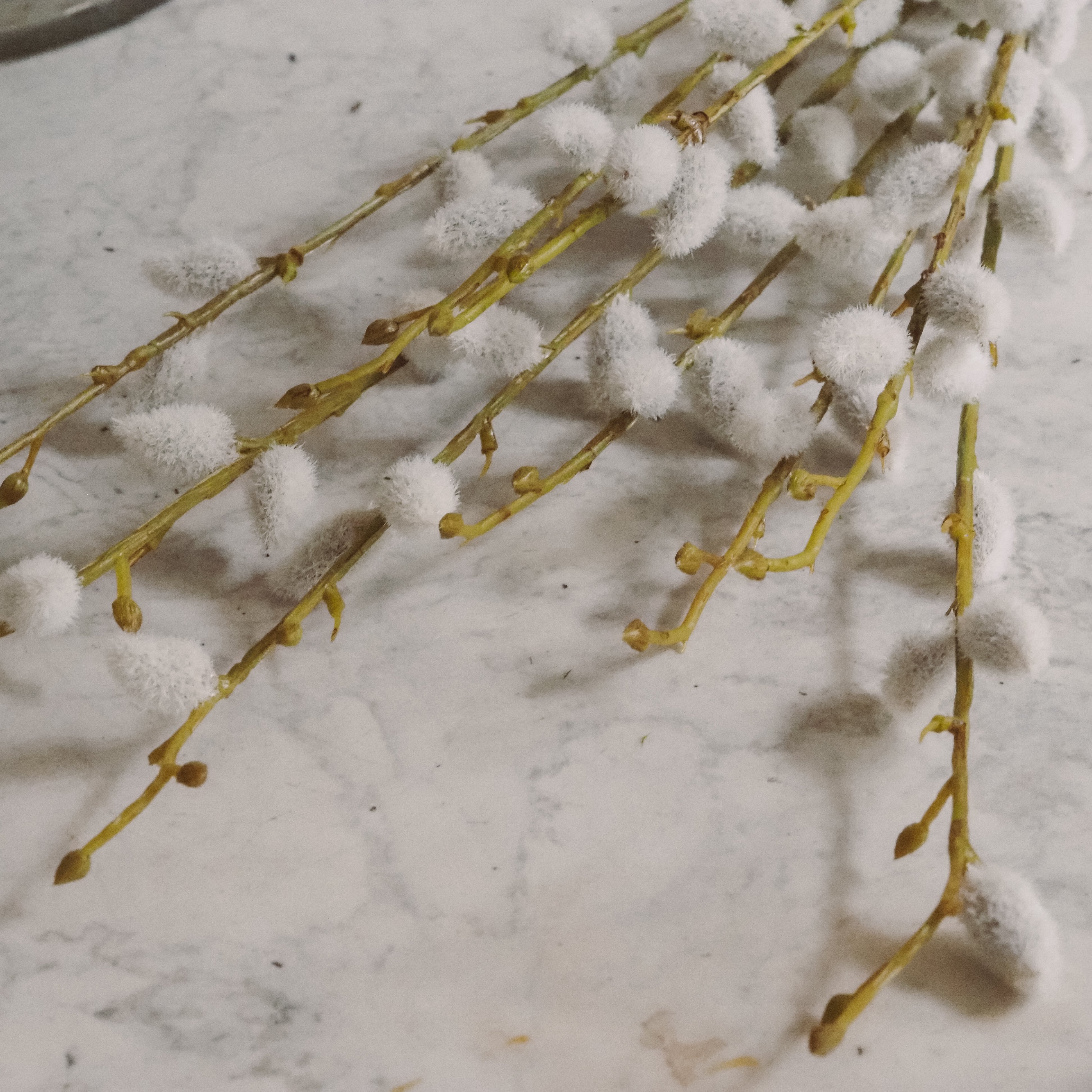 Weidekätzchen Bund · Salix Zweige Frühlingsfloristik und Deko