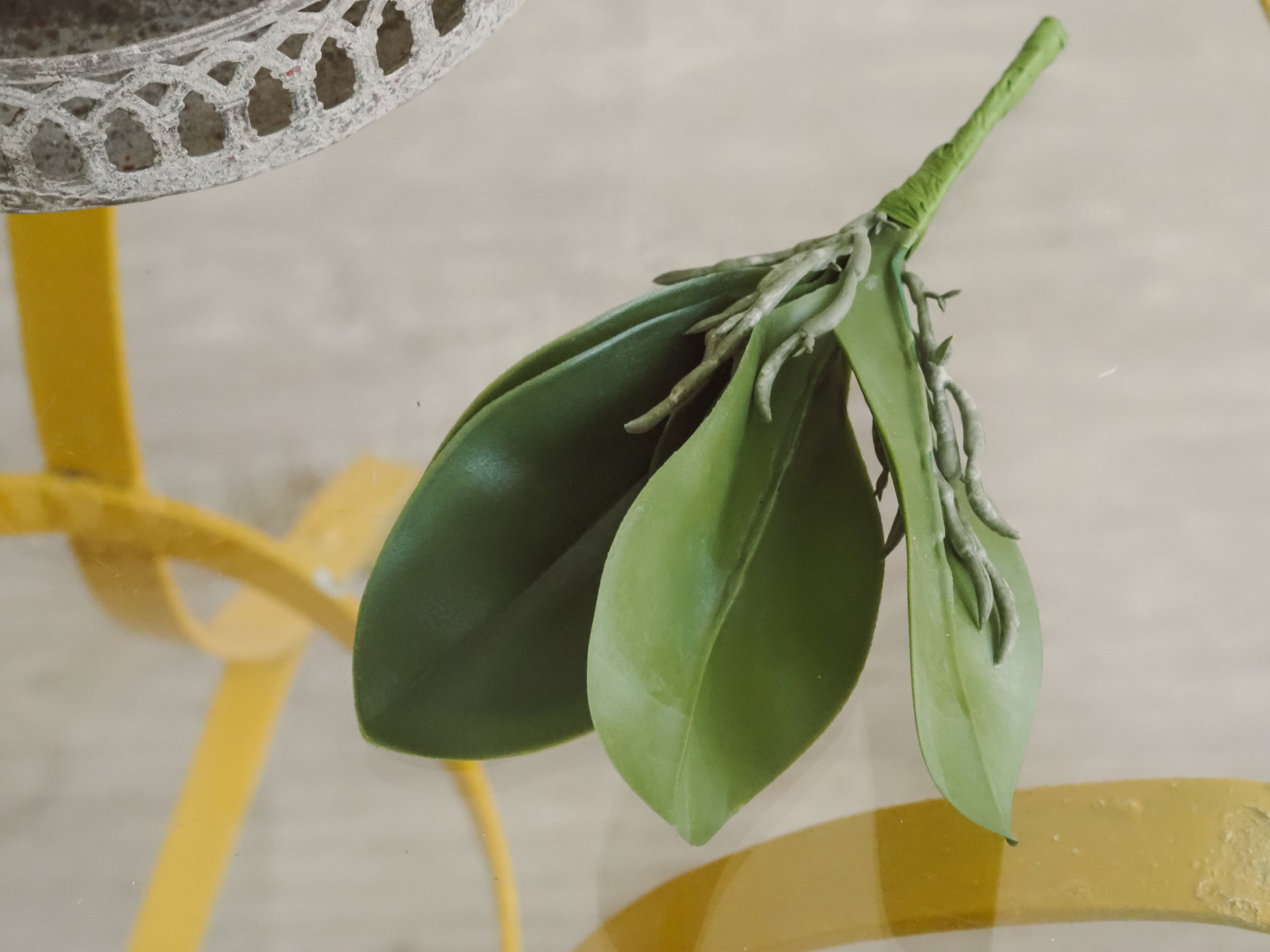 Orchideenblattpflanze · dekoratives Blattwerk für Gefäße
