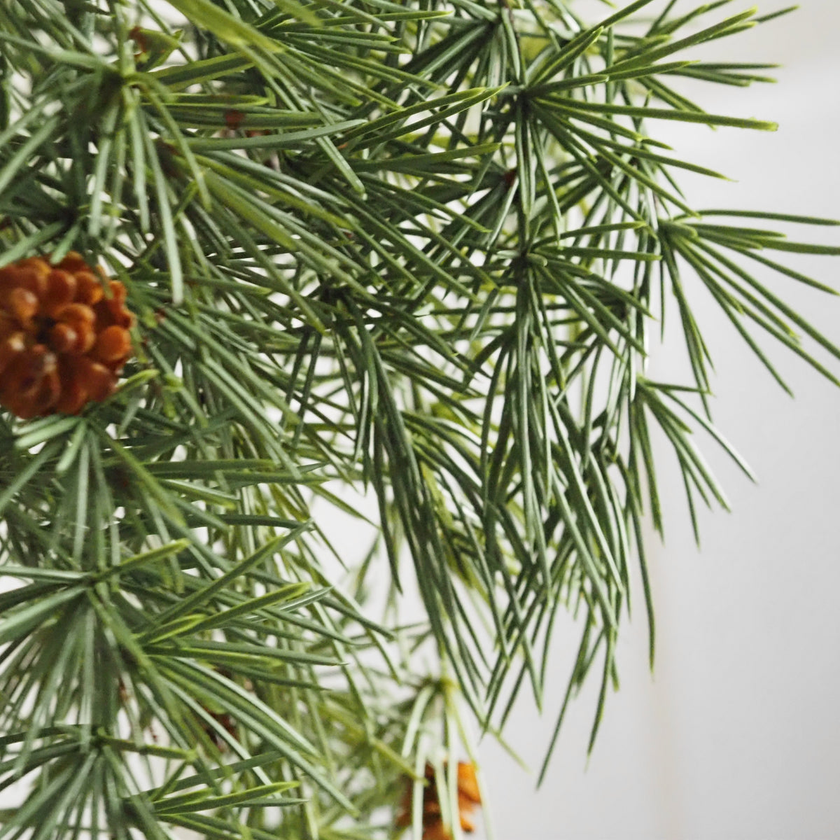 Lärchenhänger Grün · Nadelzweig Zapfen Winterdekoration