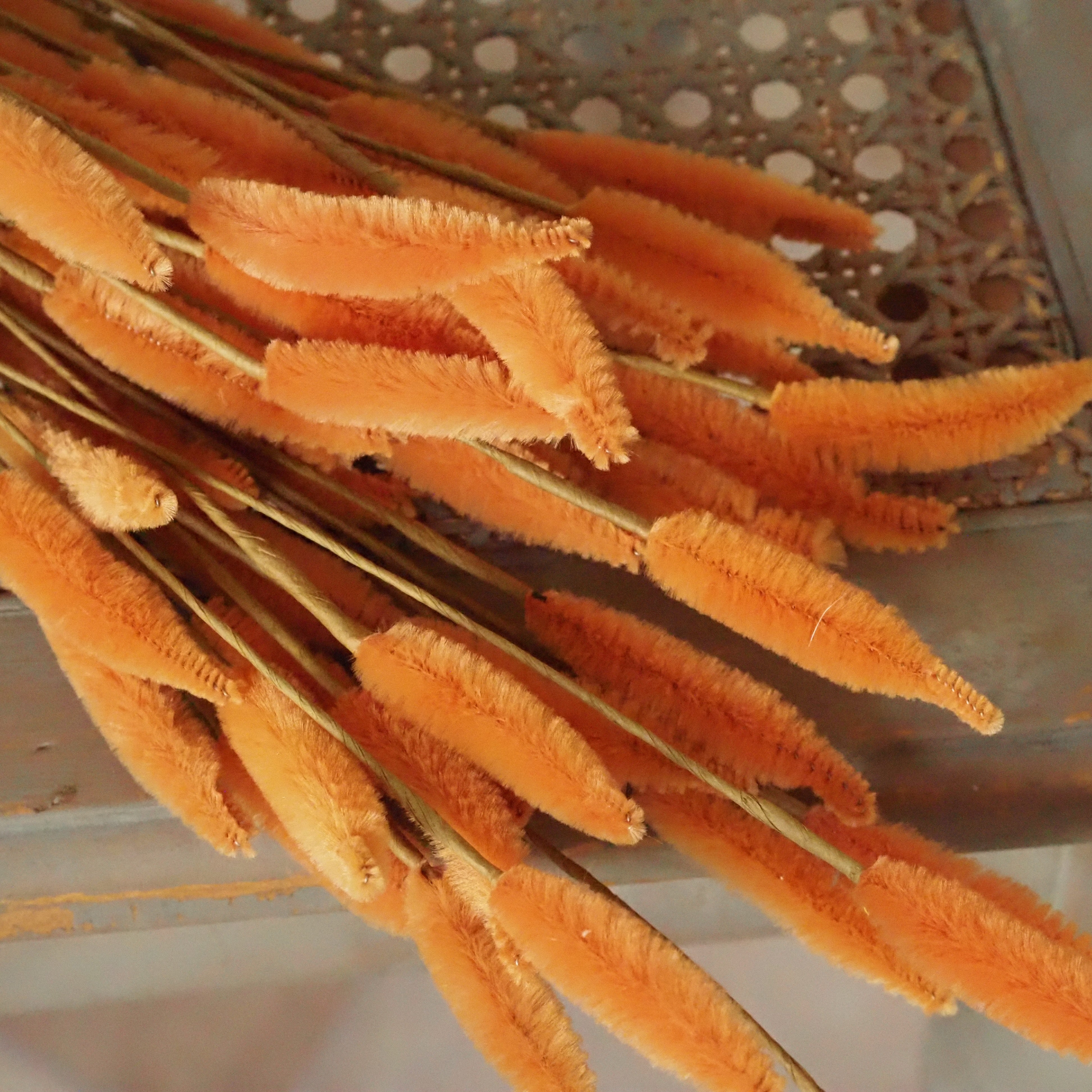 Kolbenhirse Apricot · Dekobund mit samtigen Fruchtständen