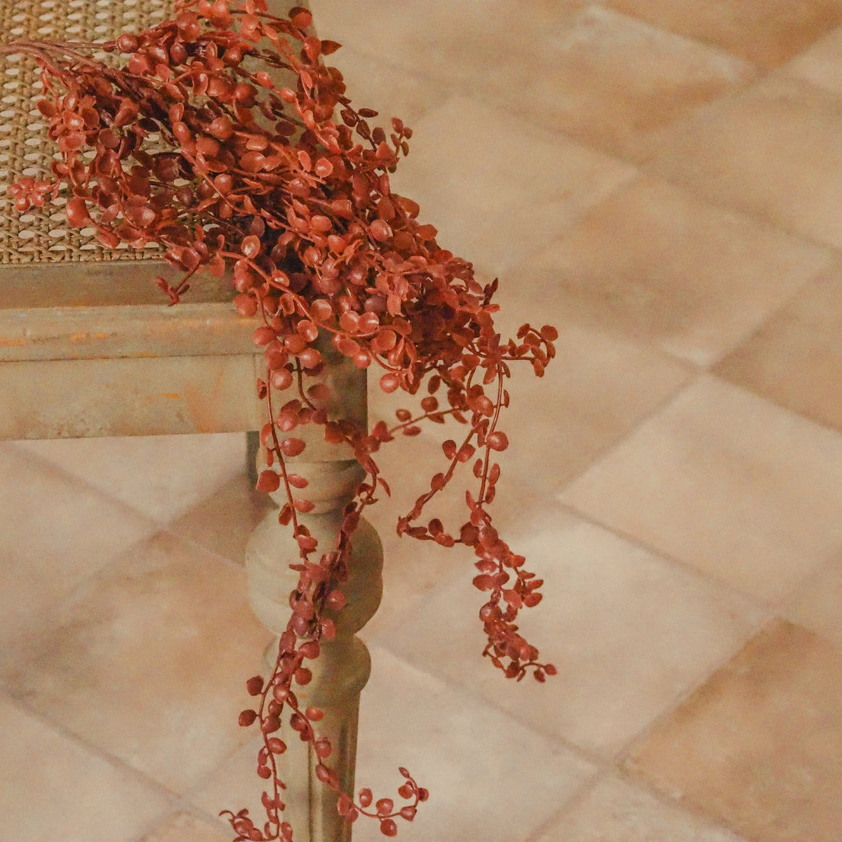 Hängeranke Rostrot · Ceropegia Leuchterblume Herzblatt