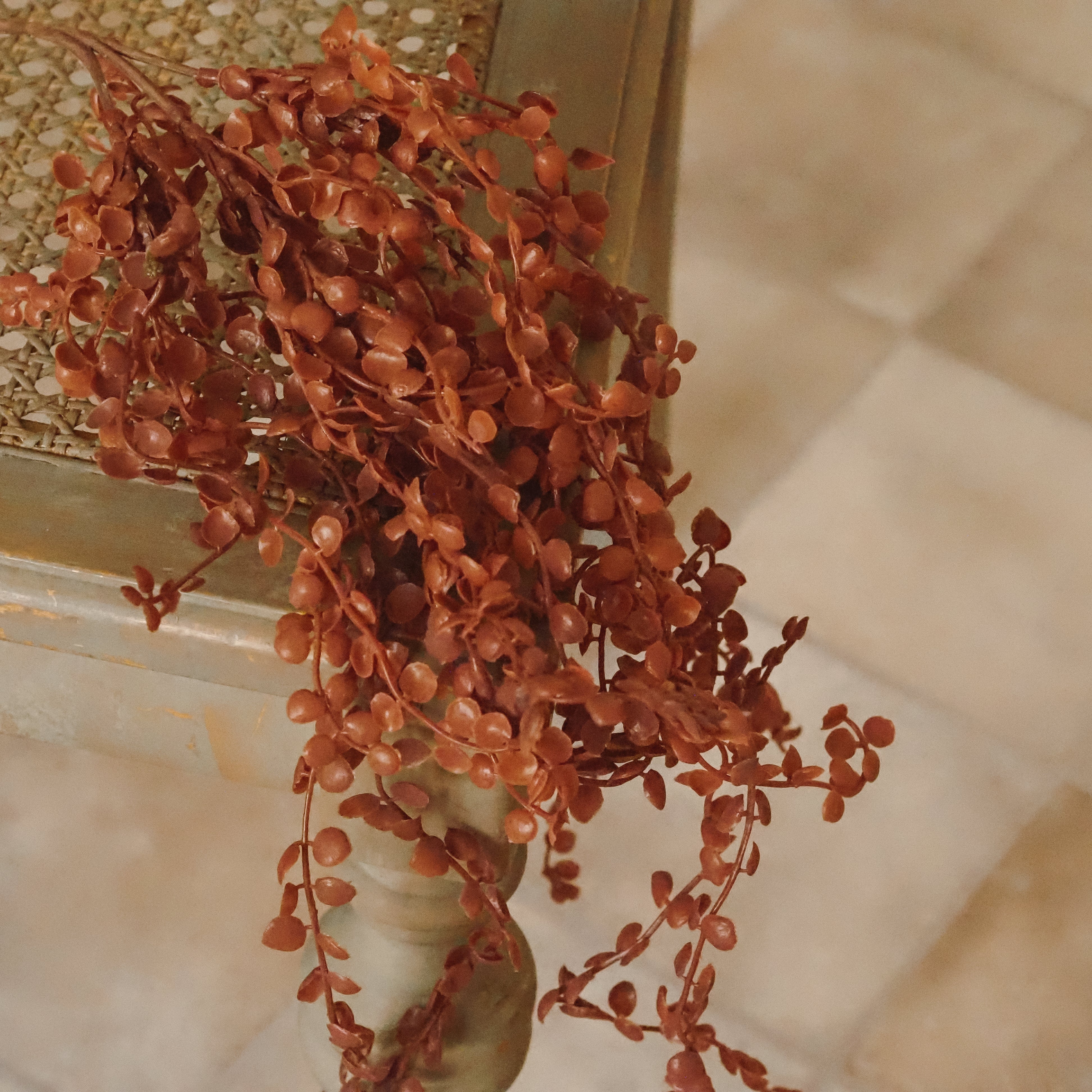 Hängeranke Rostrot · Ceropegia Leuchterblume Herzblatt