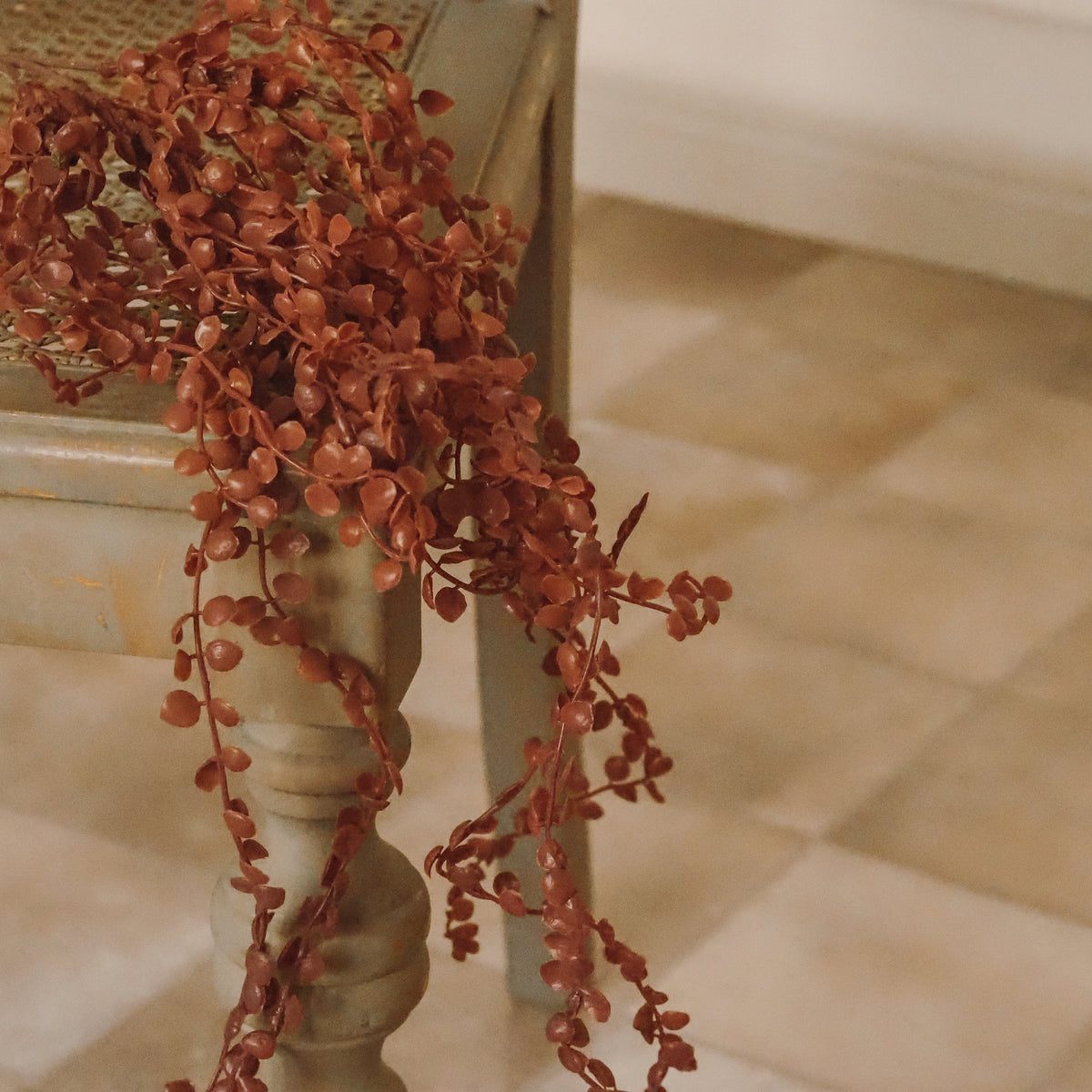 Hängeranke Rostrot · Ceropegia Leuchterblume Herzblatt