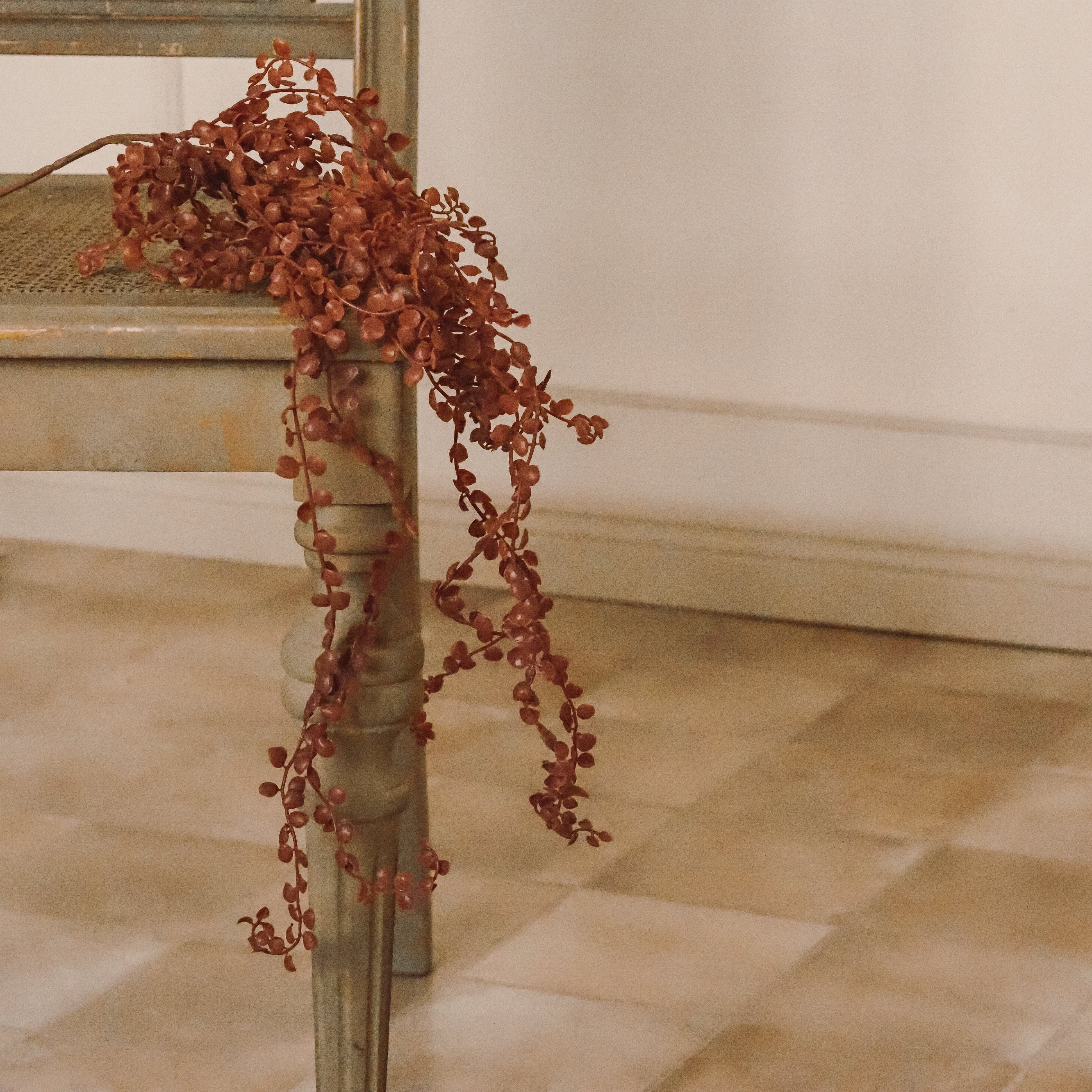 Hängeranke Rostrot · Ceropegia Leuchterblume Herzblatt