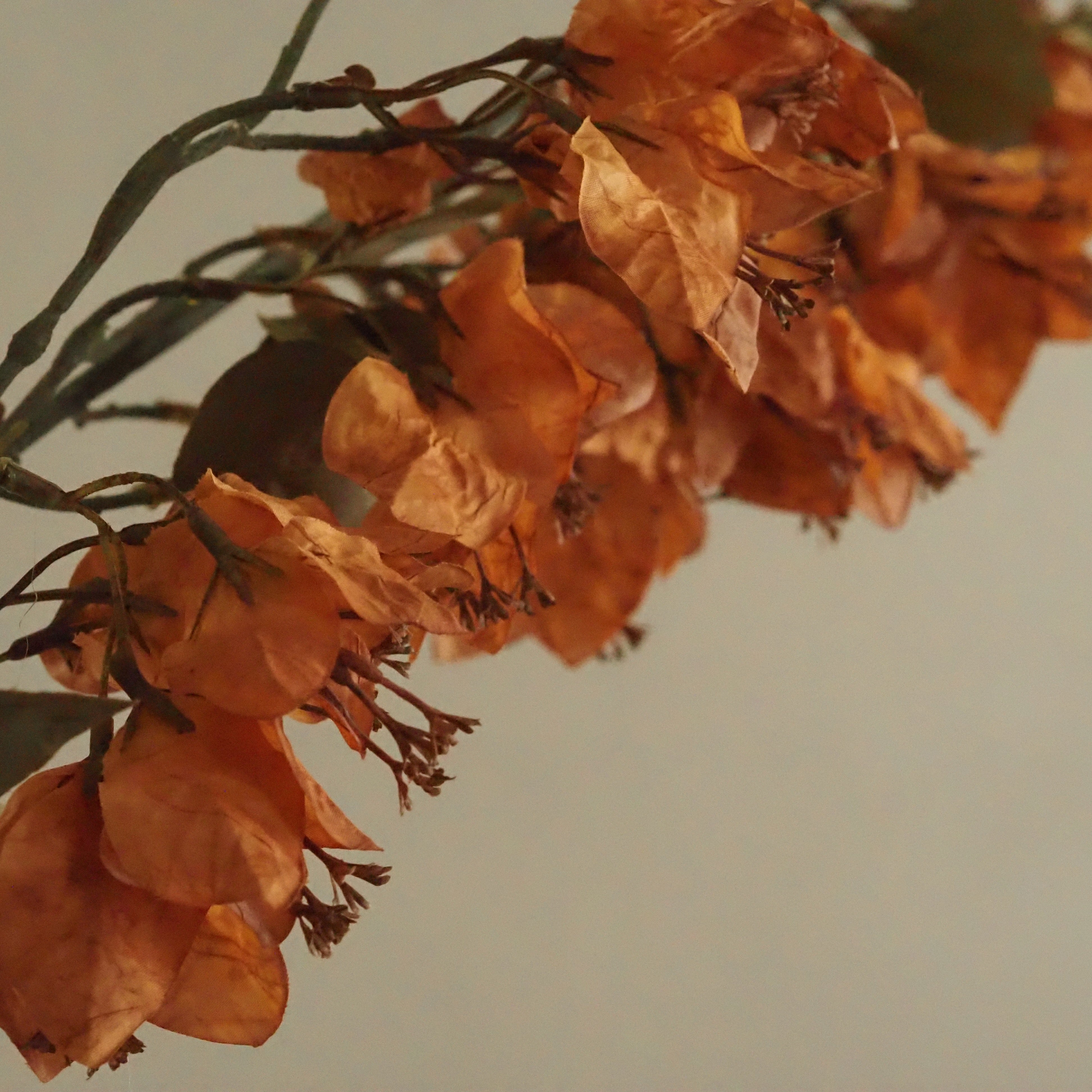 Dekozweig Ocker · Bougainvillea-Blüten in Seidenoptik