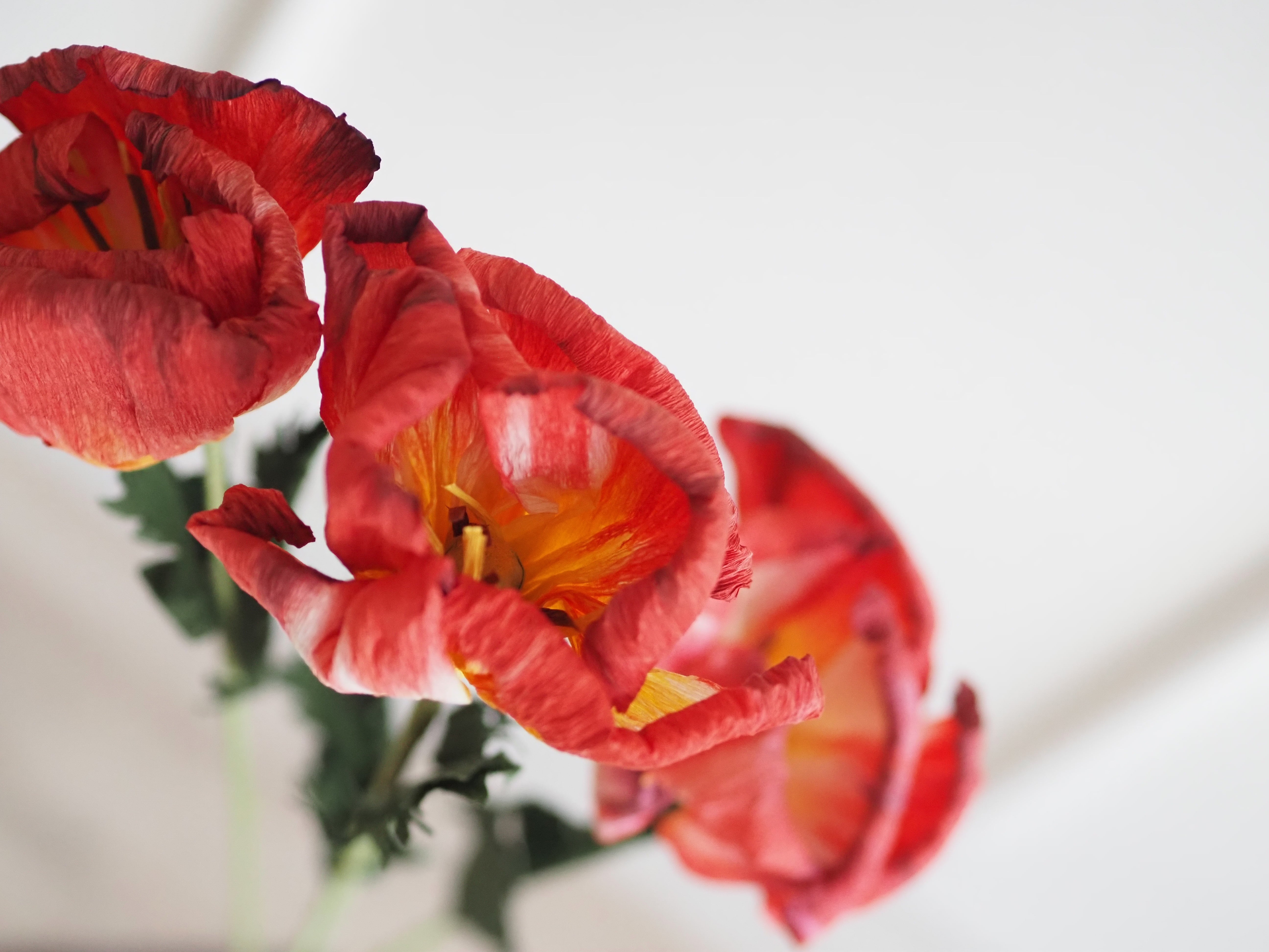 Papierblumen Zweig · Zierliche oder große Blüte