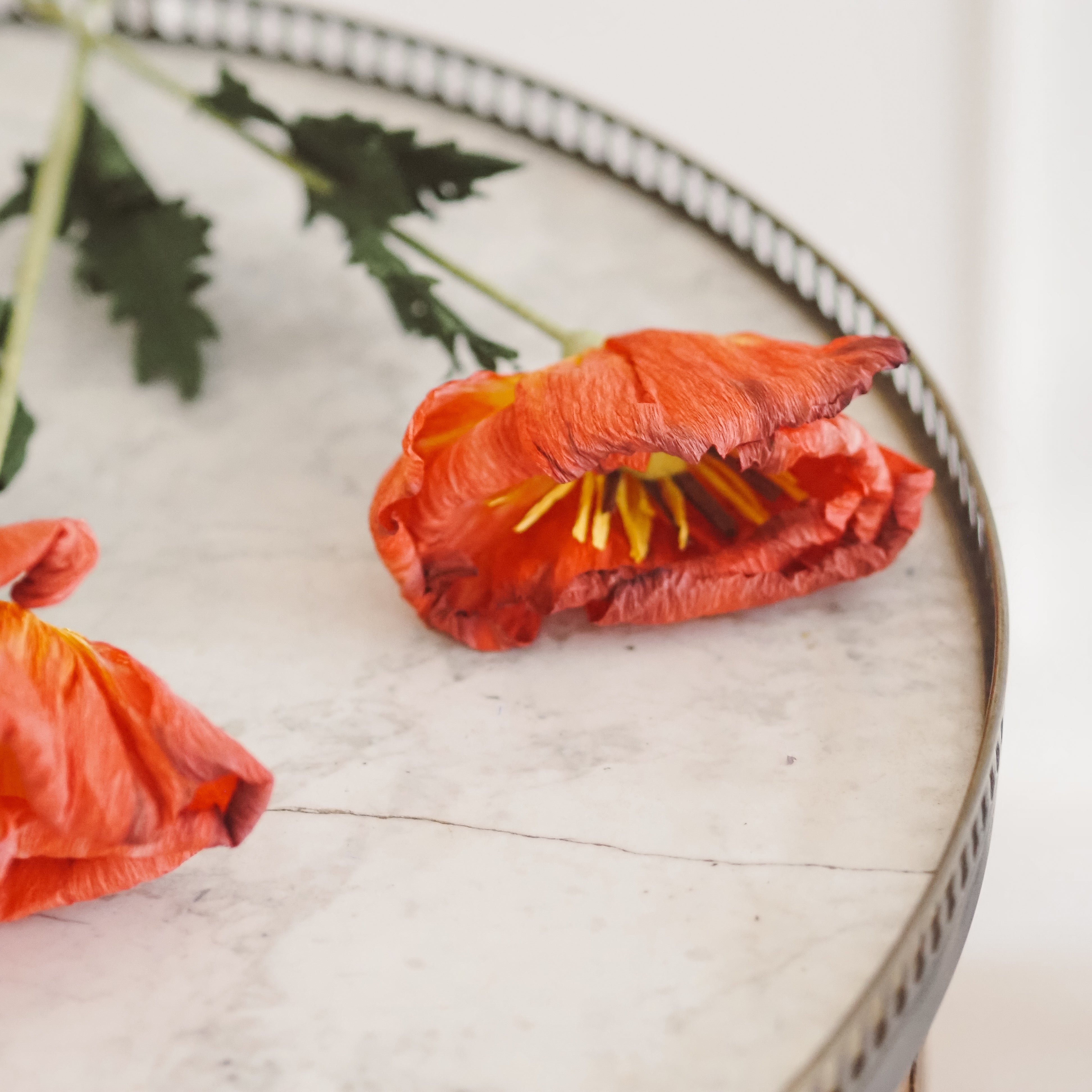 Papierblumen Zweig · Zierliche oder große Blüte