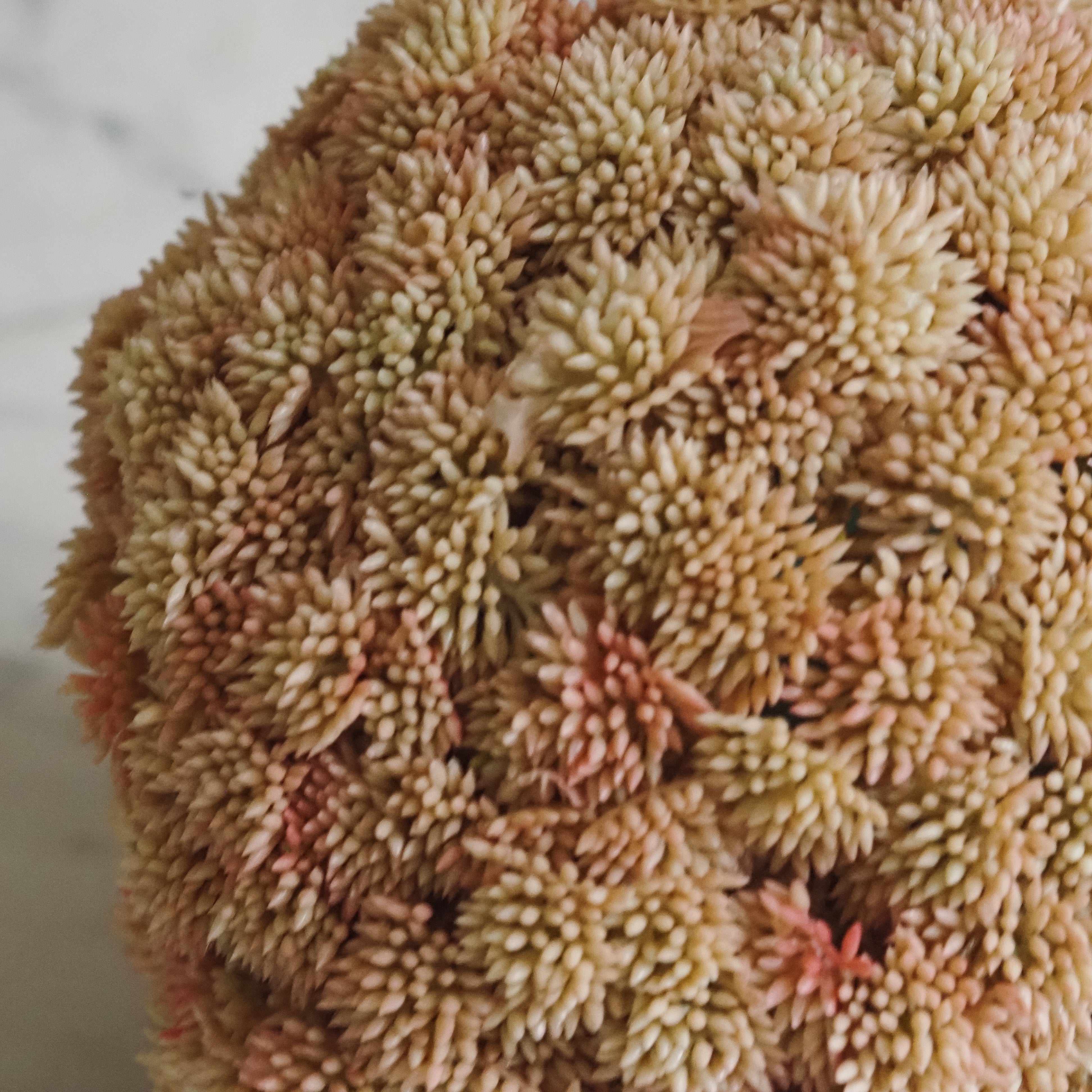 Sedumball · Botanische Dekoration Apricot