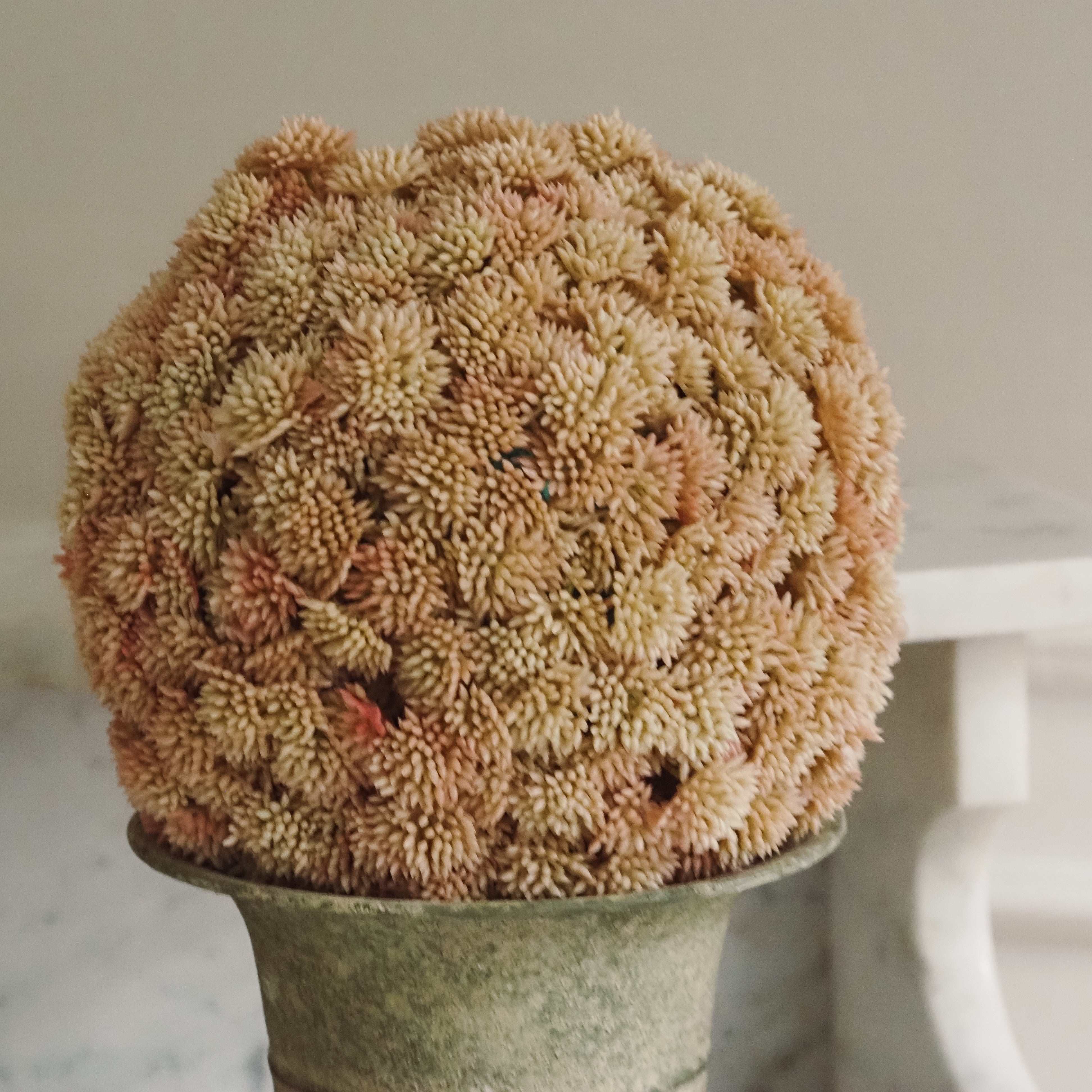 Sedumball · Botanische Dekoration Apricot