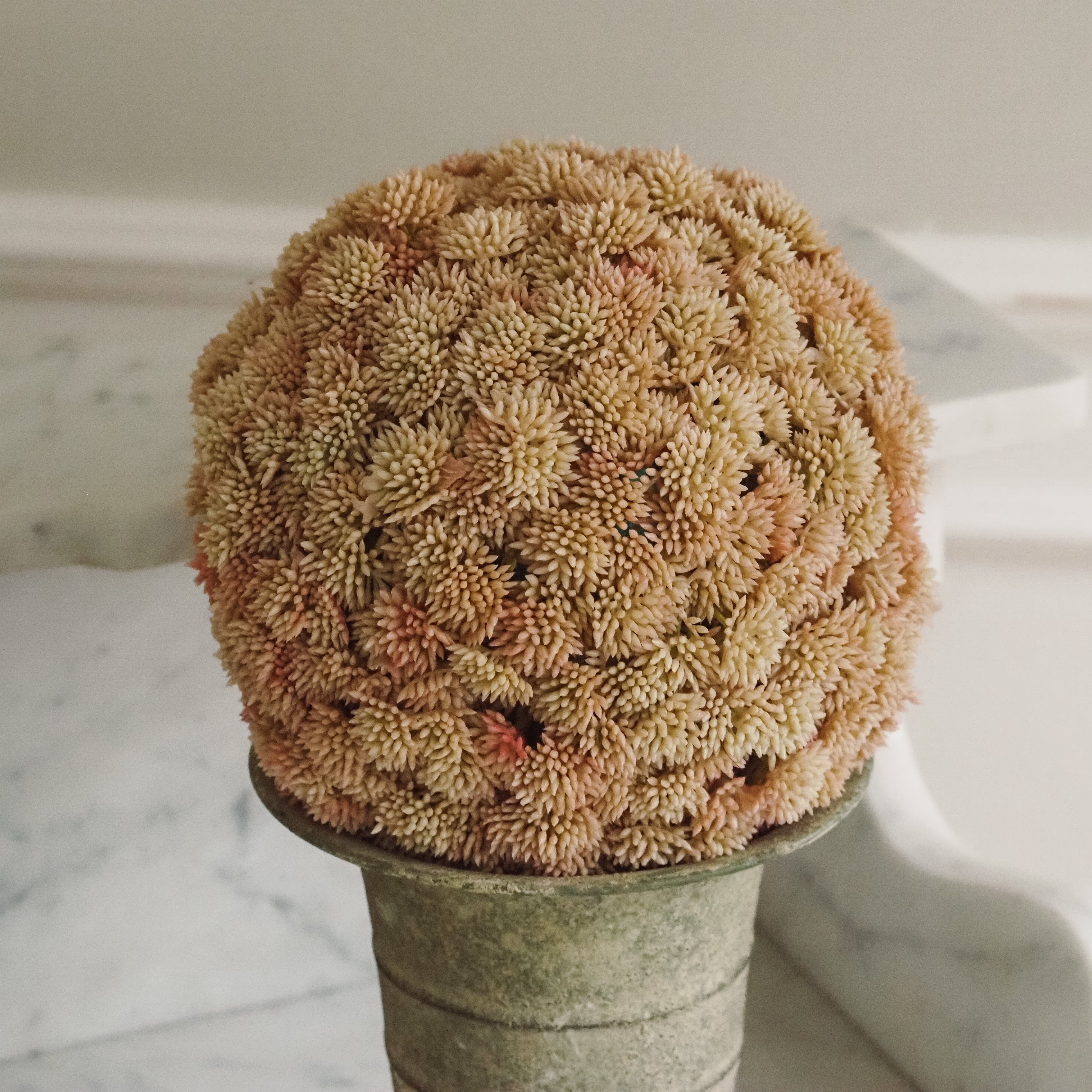 Sedumball · Botanische Dekoration Apricot