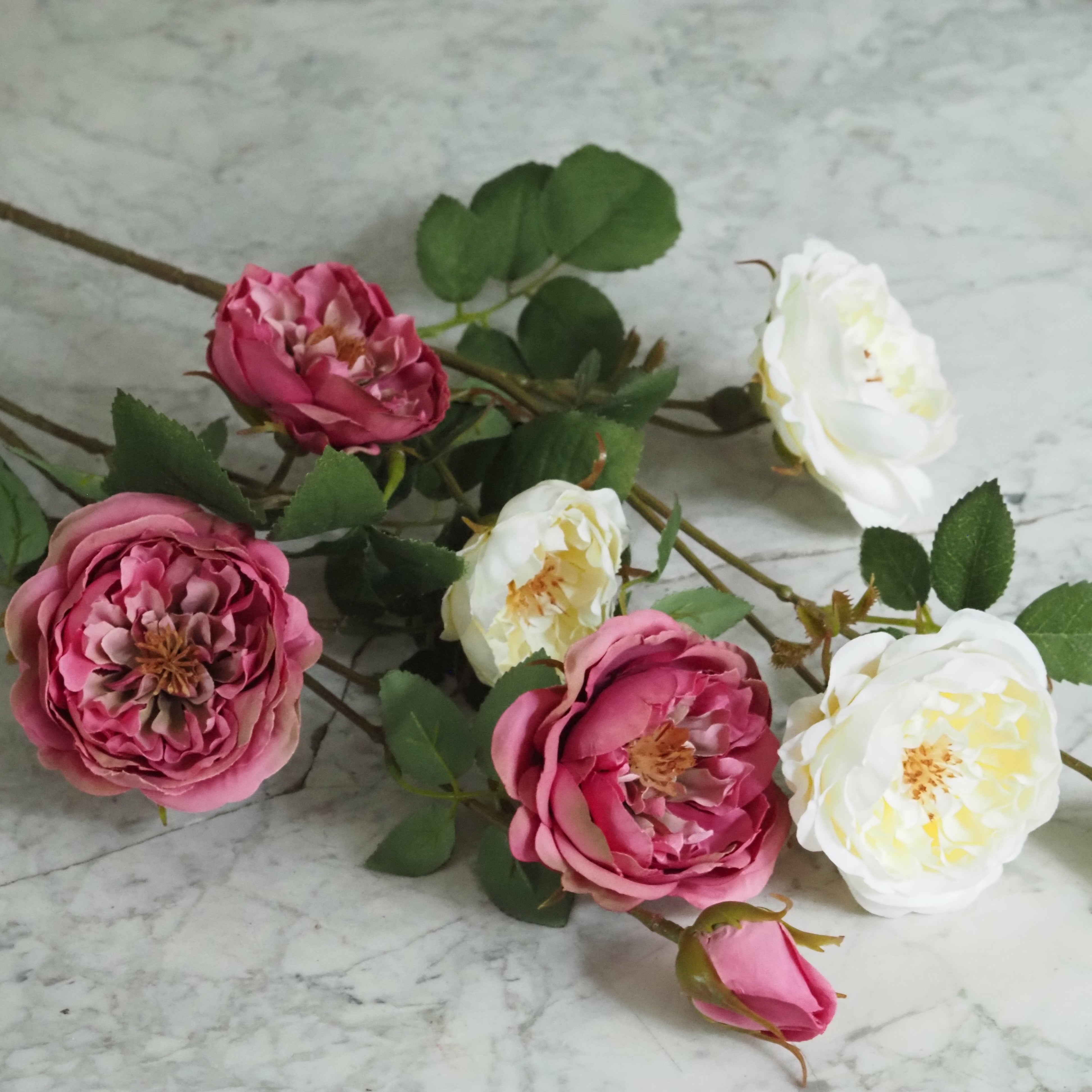 Rosenzweig  · Englische Gartenrose gefüllt, Fuchsia-Rosa oder Cremeweiß, 65 cm