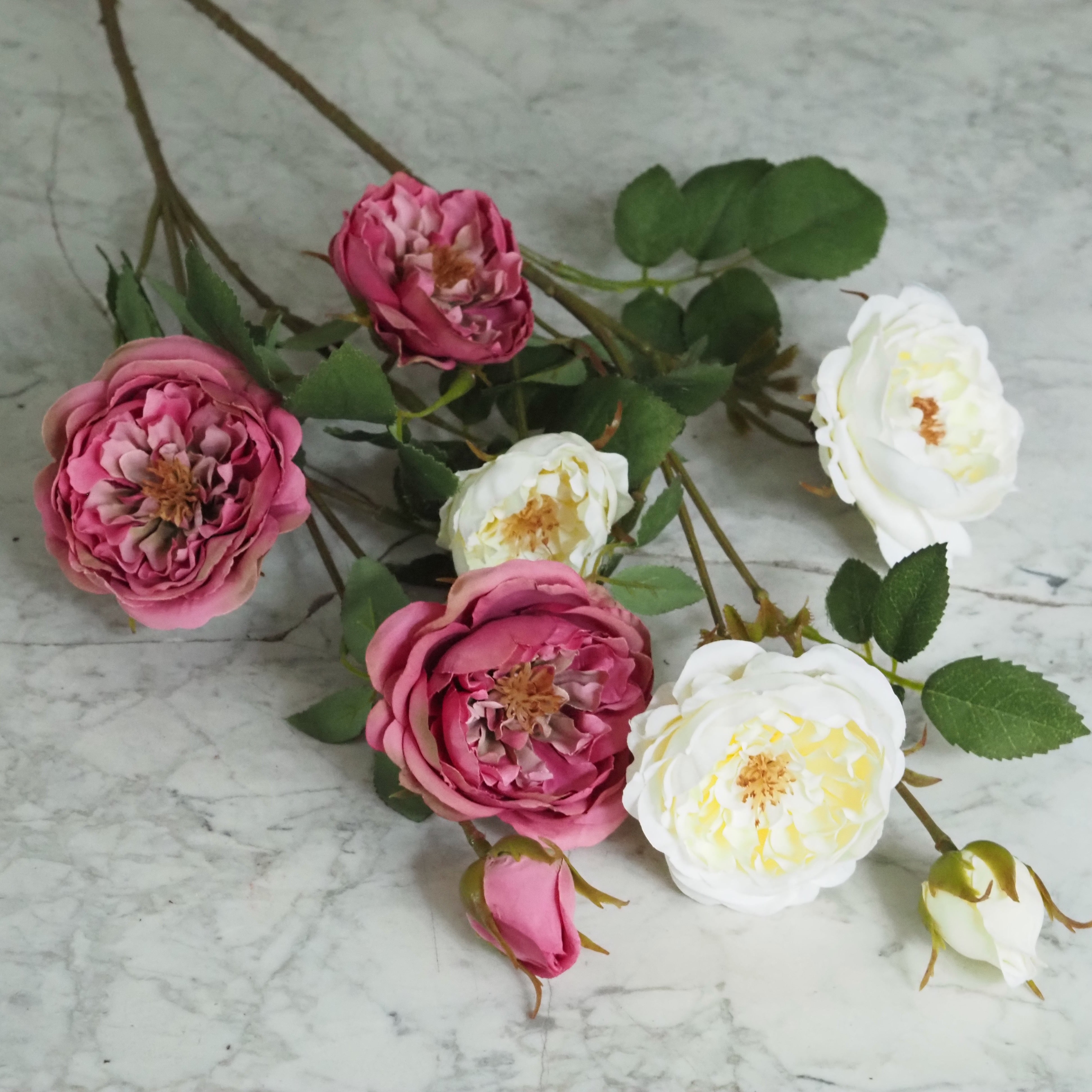 Rosenzweig  · Englische Gartenrose gefüllt, Fuchsia-Rosa oder Cremeweiß, 65 cm