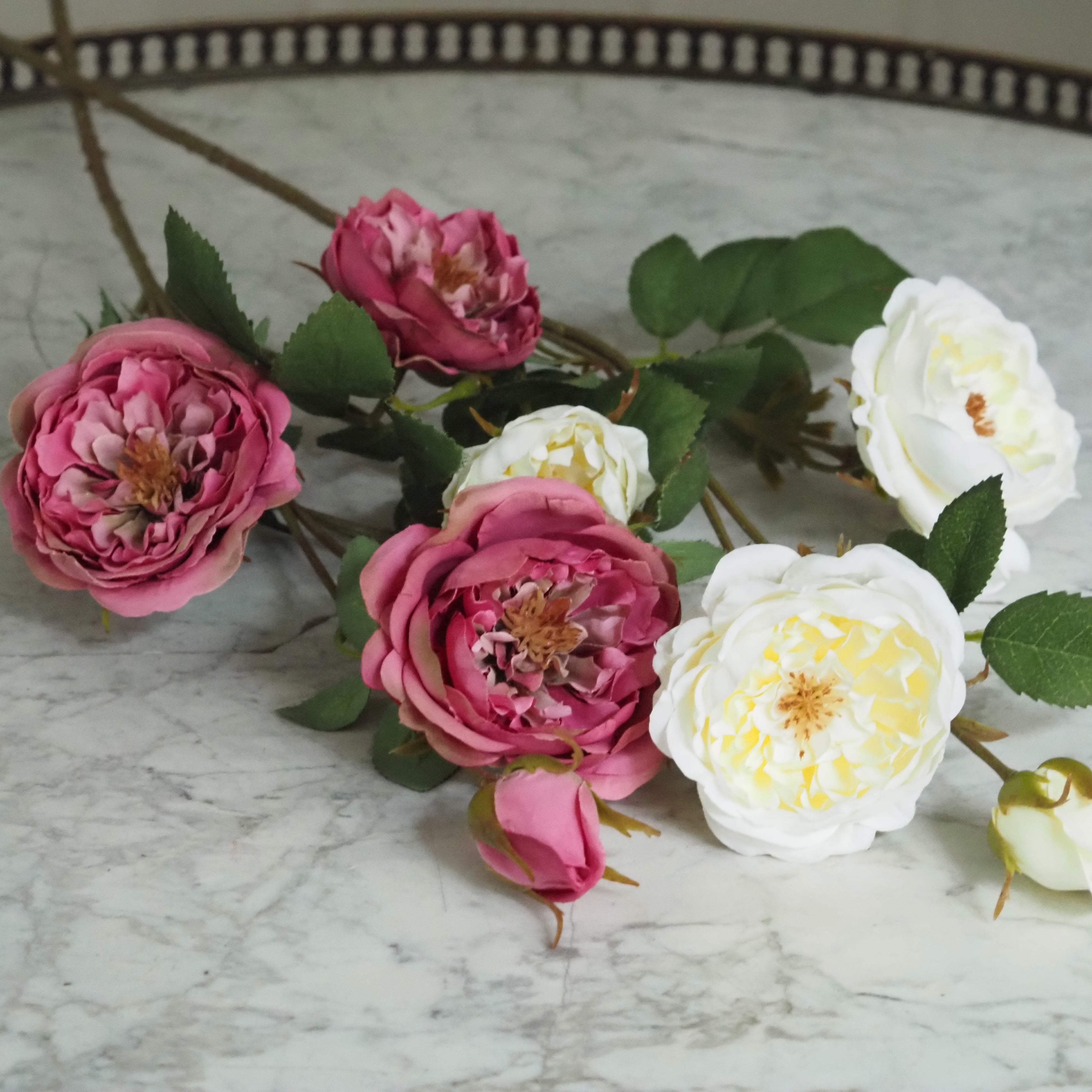 Rosenzweig  · Englische Gartenrose gefüllt, Fuchsia-Rosa oder Cremeweiß, 65 cm