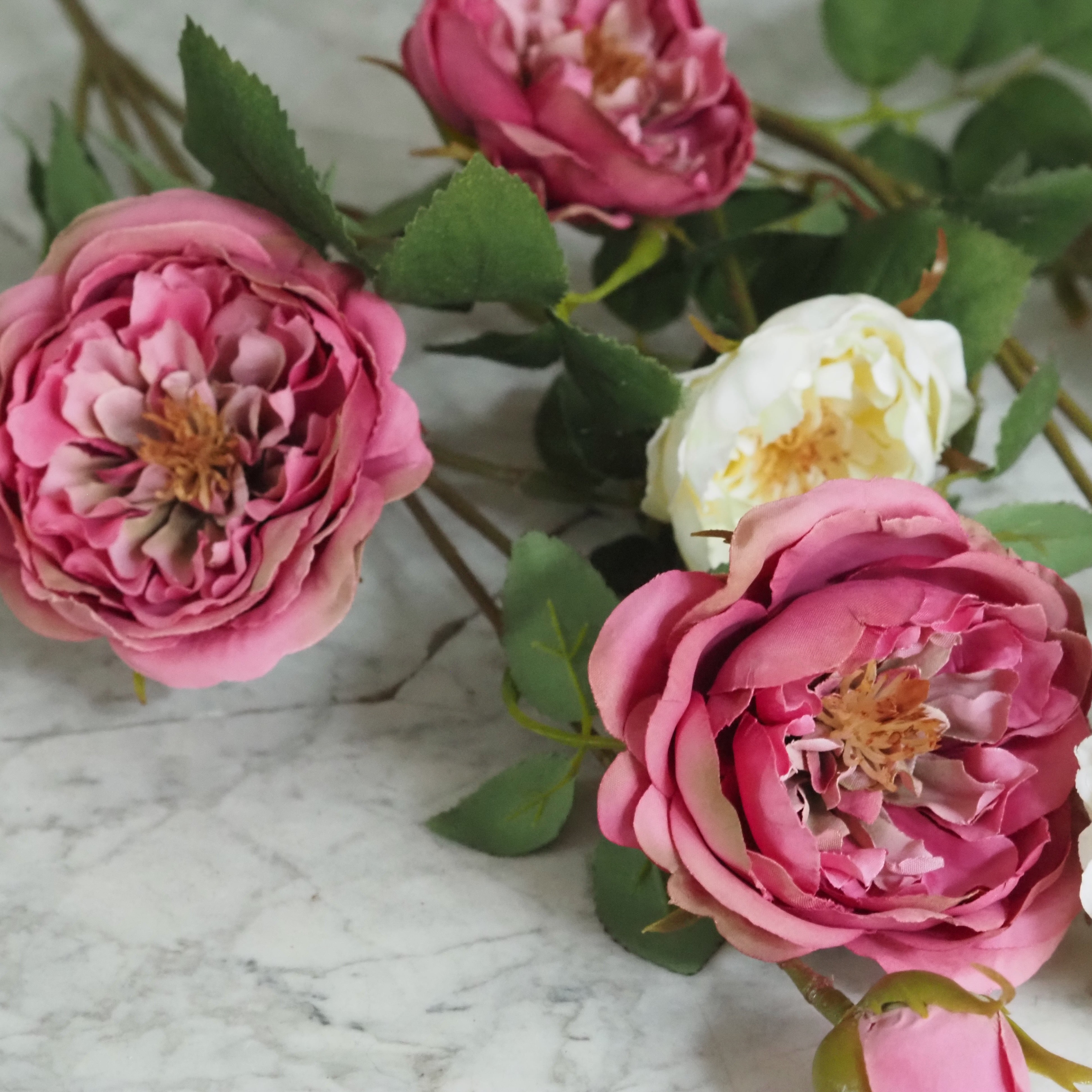 Rosenzweig  · Englische Gartenrose gefüllt, Fuchsia-Rosa oder Cremeweiß, 65 cm