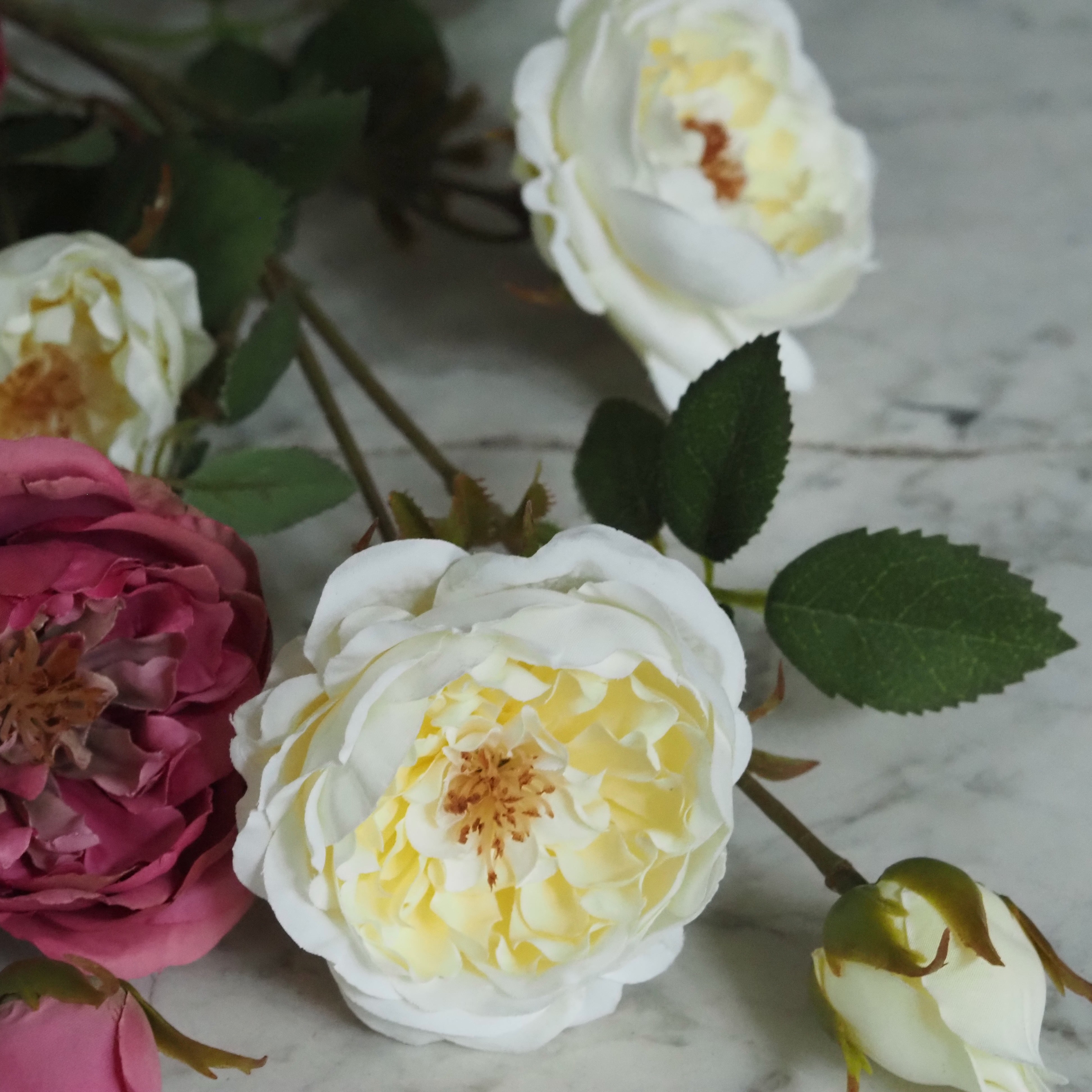 Rosenzweig  · Englische Gartenrose gefüllt, Fuchsia-Rosa oder Cremeweiß, 65 cm
