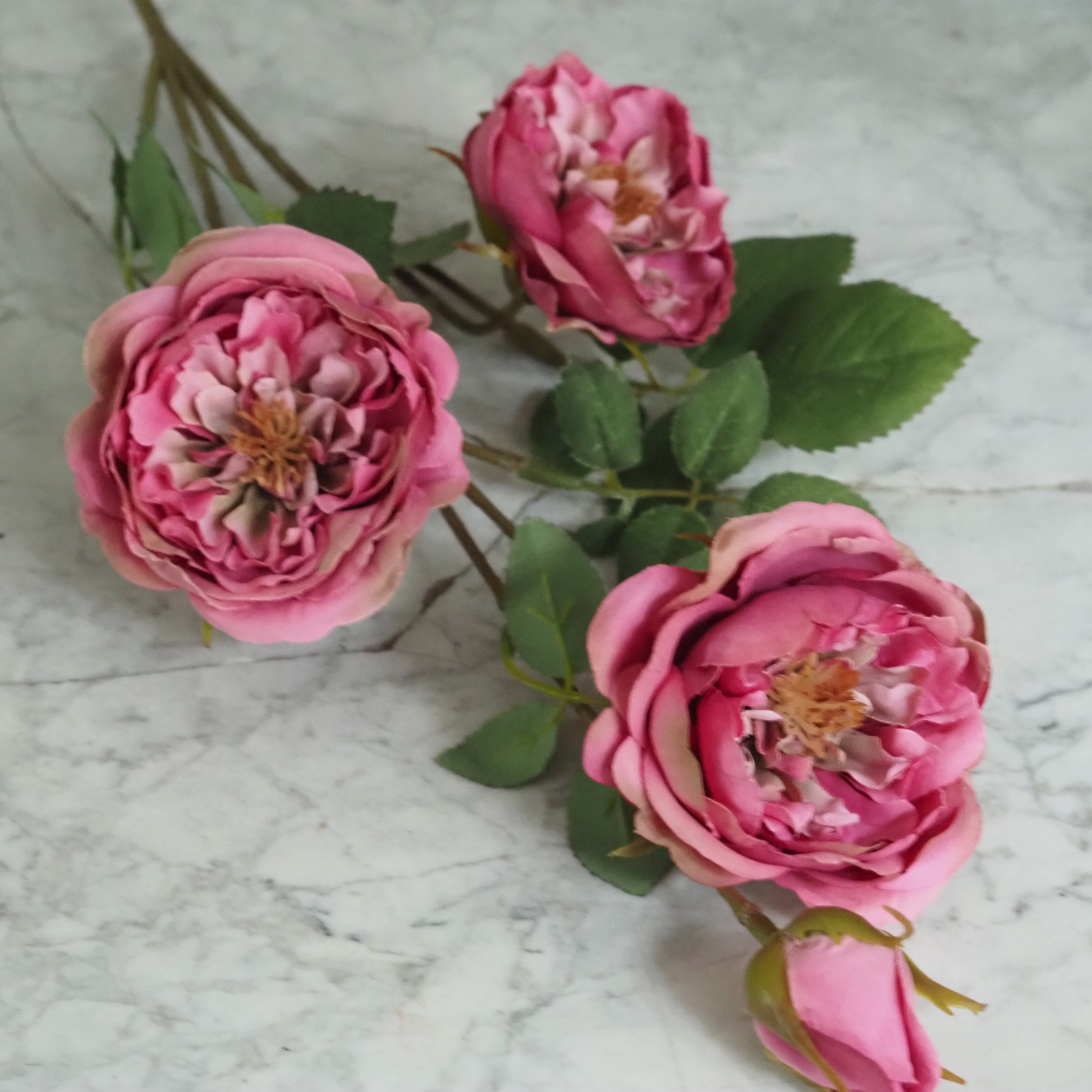 Rosenzweig  · Englische Gartenrose gefüllt, Fuchsia-Rosa oder Cremeweiß, 65 cm