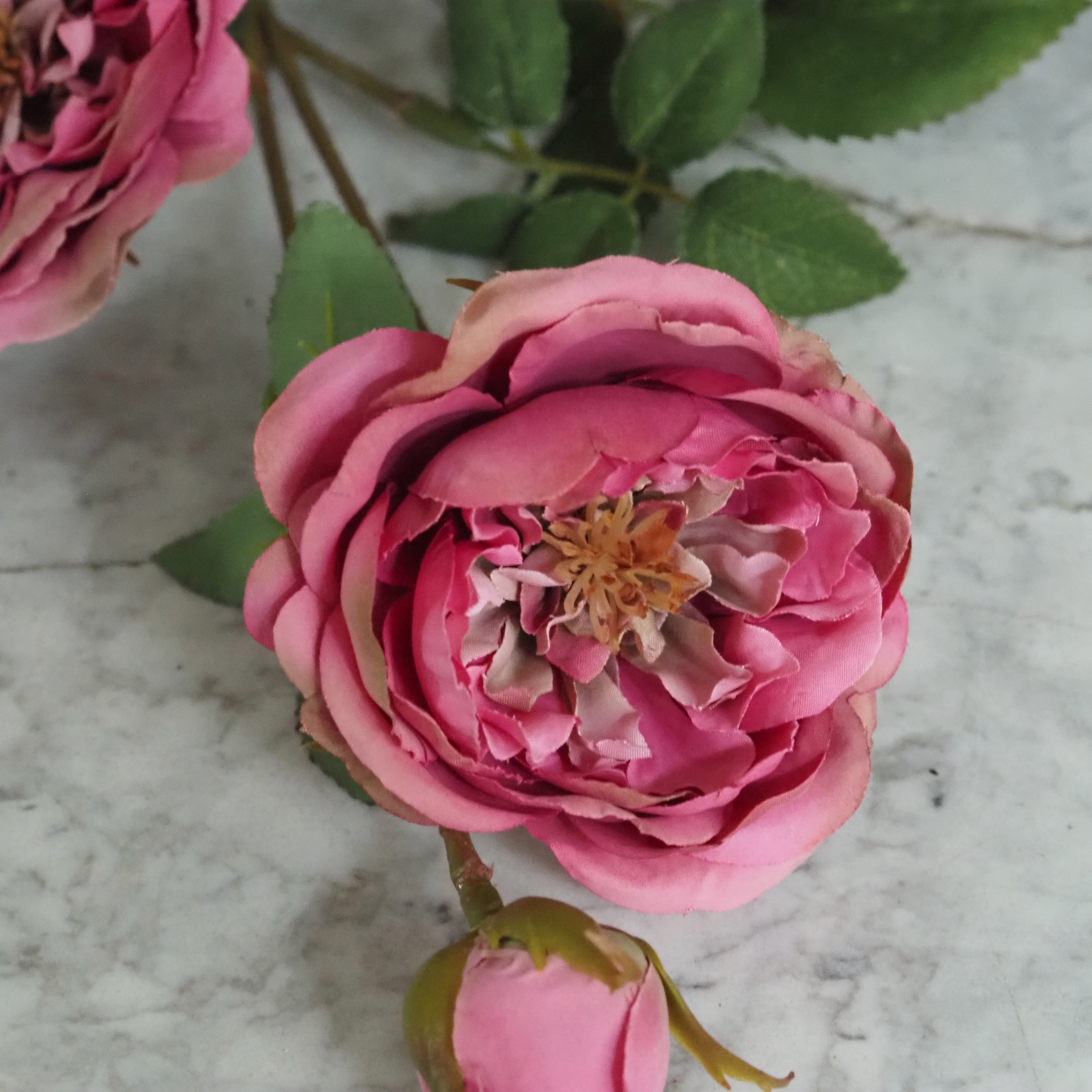 Rosenzweig  · Englische Gartenrose gefüllt, Fuchsia-Rosa oder Cremeweiß, 65 cm