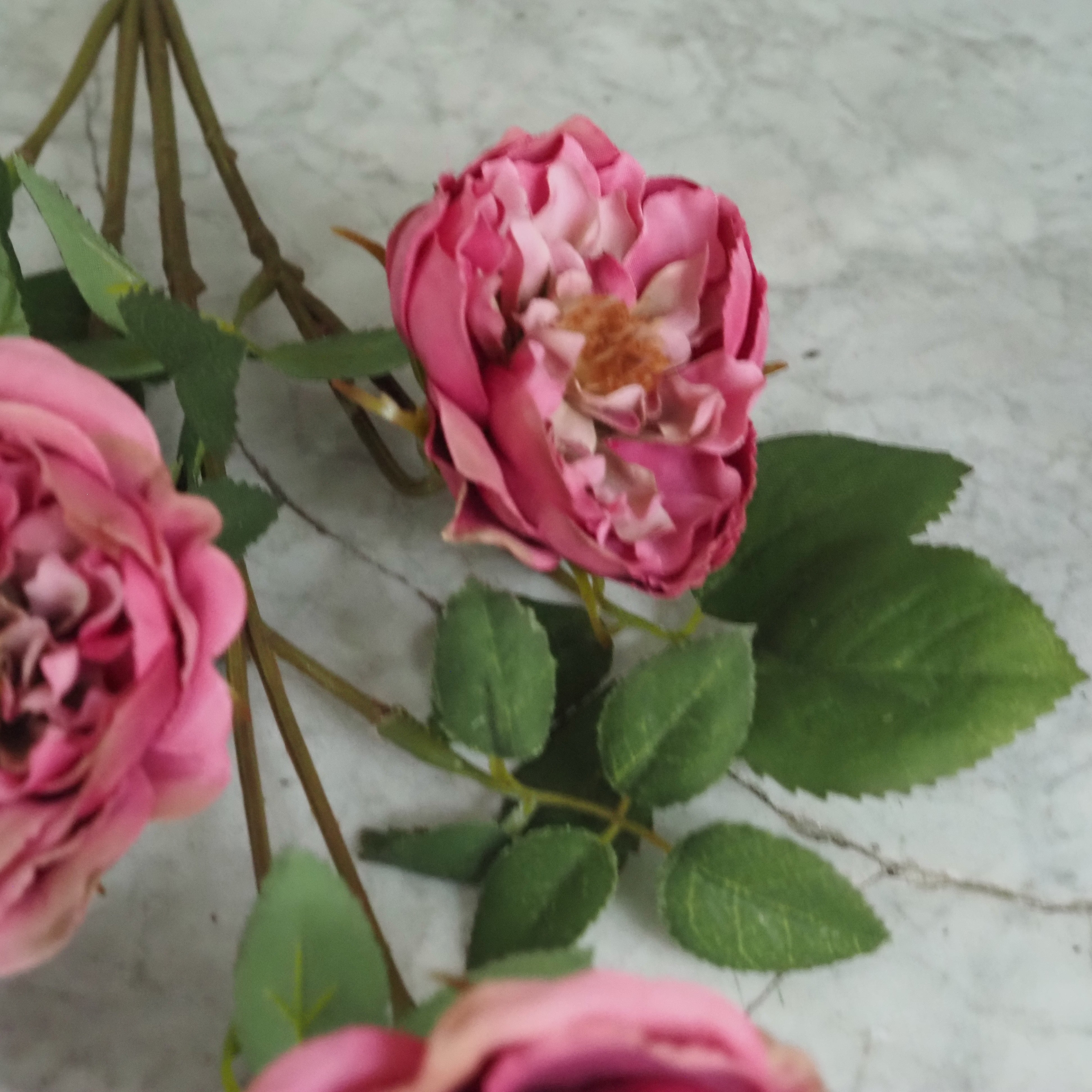 Rosenzweig  · Englische Gartenrose gefüllt, Fuchsia-Rosa oder Cremeweiß, 65 cm
