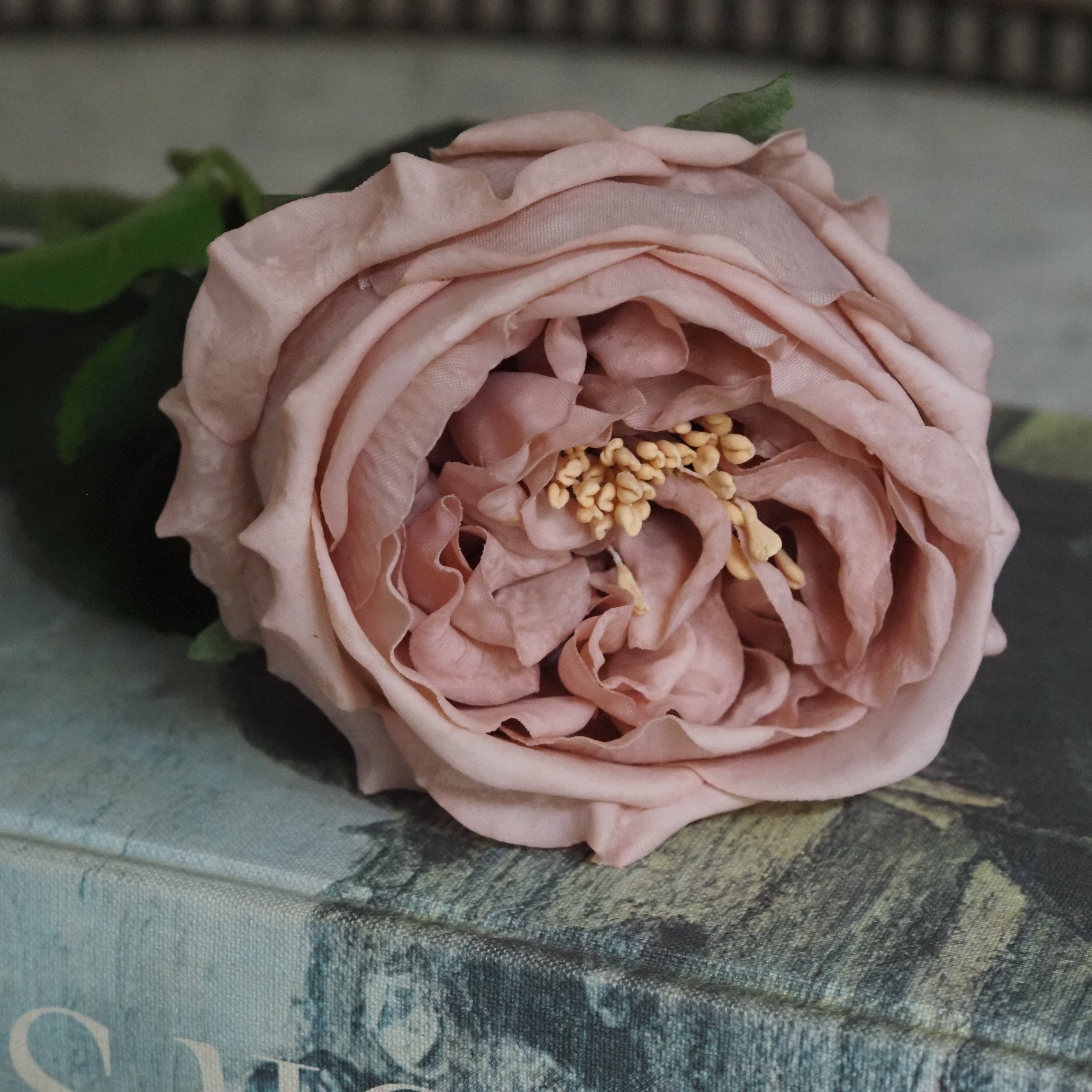 Seidenrose Altrosa · Einzelstiel Englische Gartenrose 43 cm