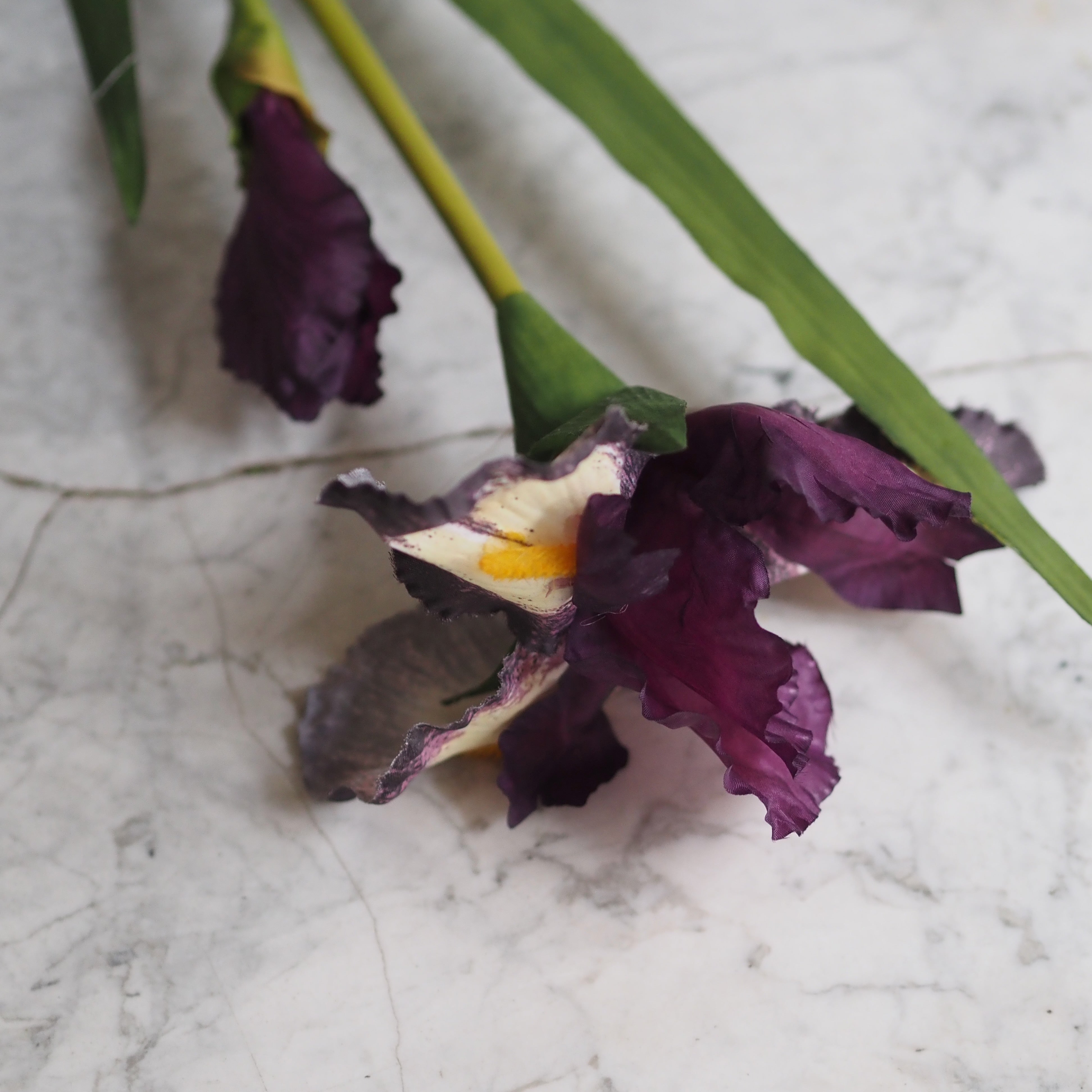 Schwertlilie · dekorativer Floristikzweig im klassischen Iris-Stil