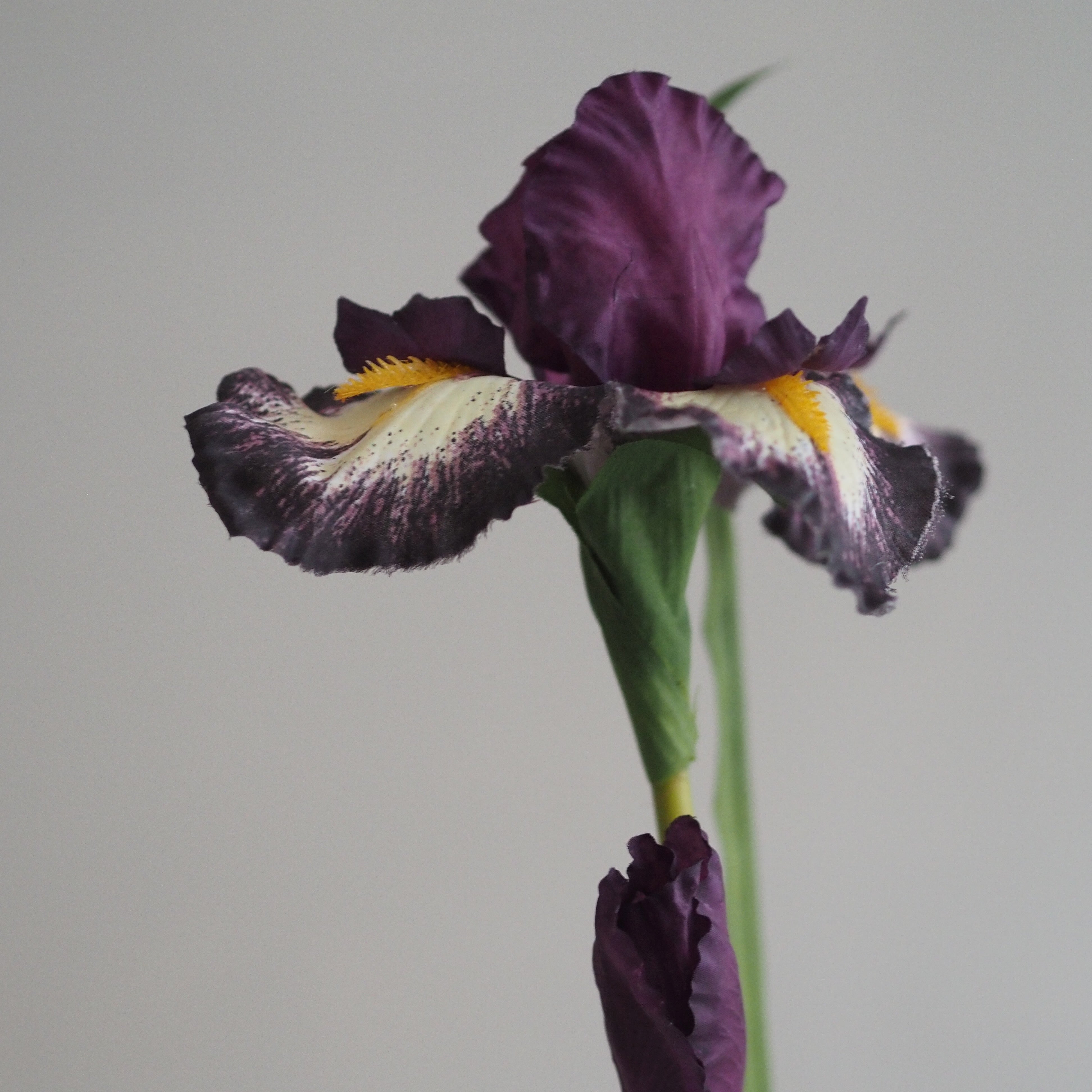 Schwertlilie · dekorativer Floristikzweig im klassischen Iris-Stil