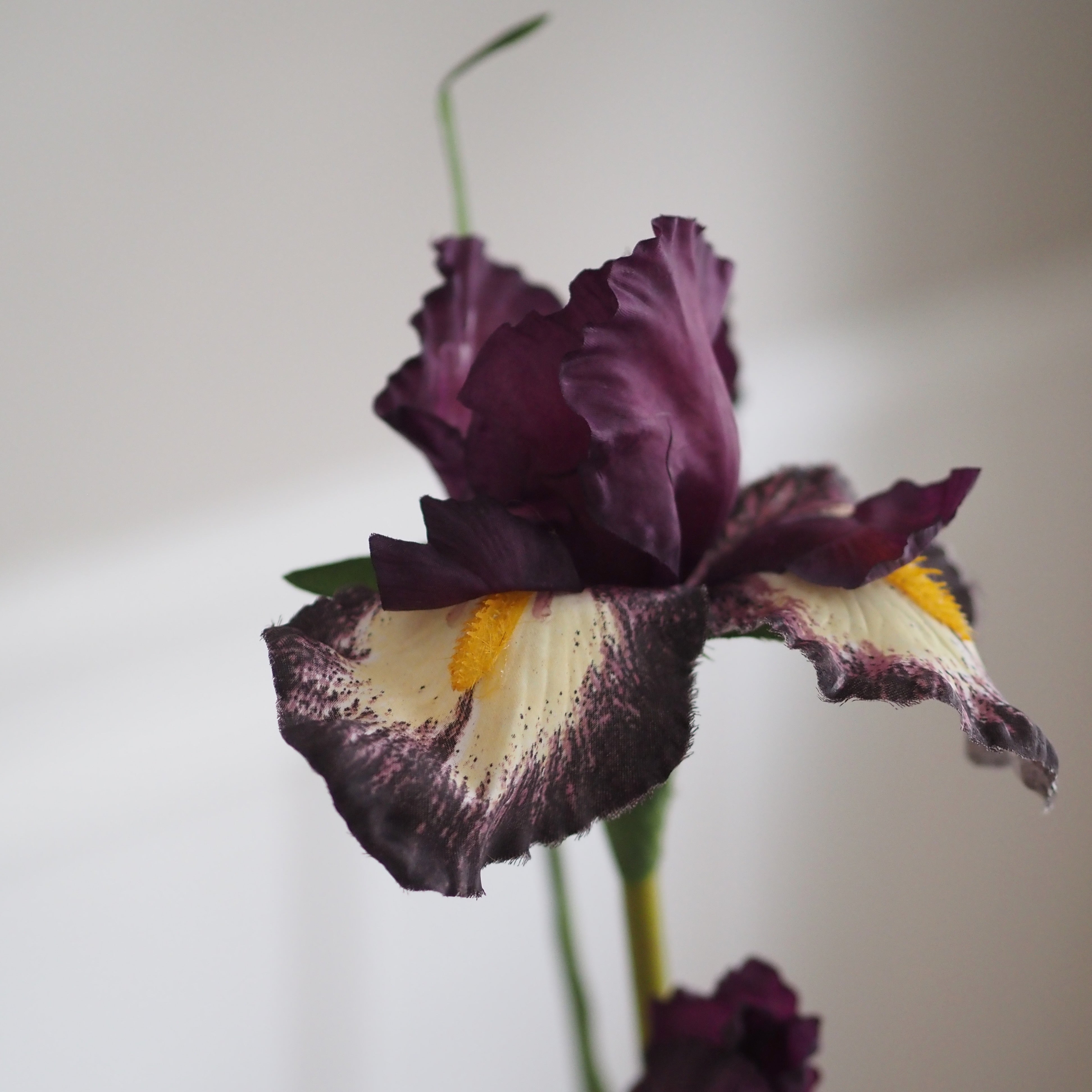 Schwertlilie · dekorativer Floristikzweig im klassischen Iris-Stil
