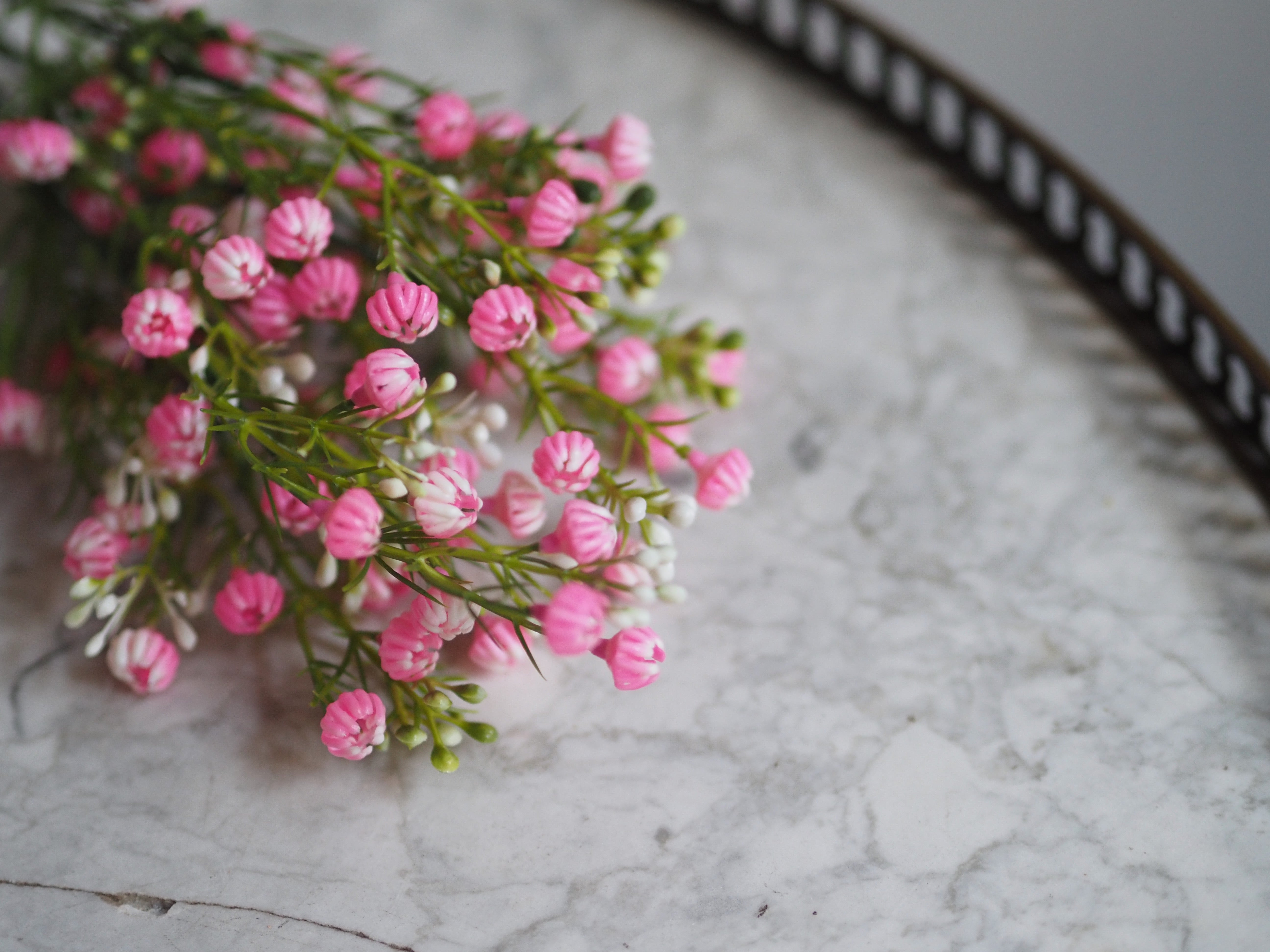 Zierliche Schleierblume · Dekorativer Blütenzweig in Rosa