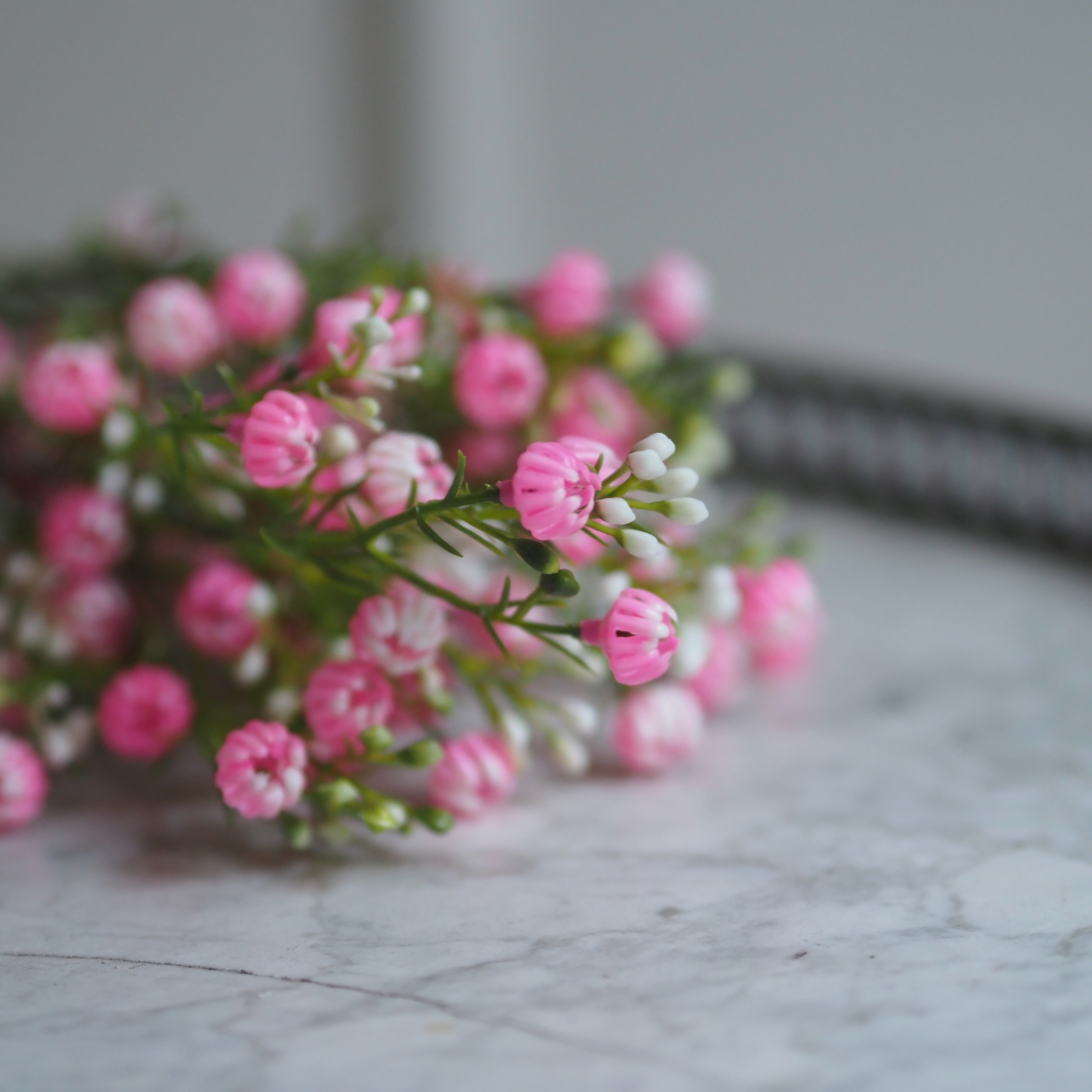Zierliche Schleierblume · Dekorativer Blütenzweig in Rosa