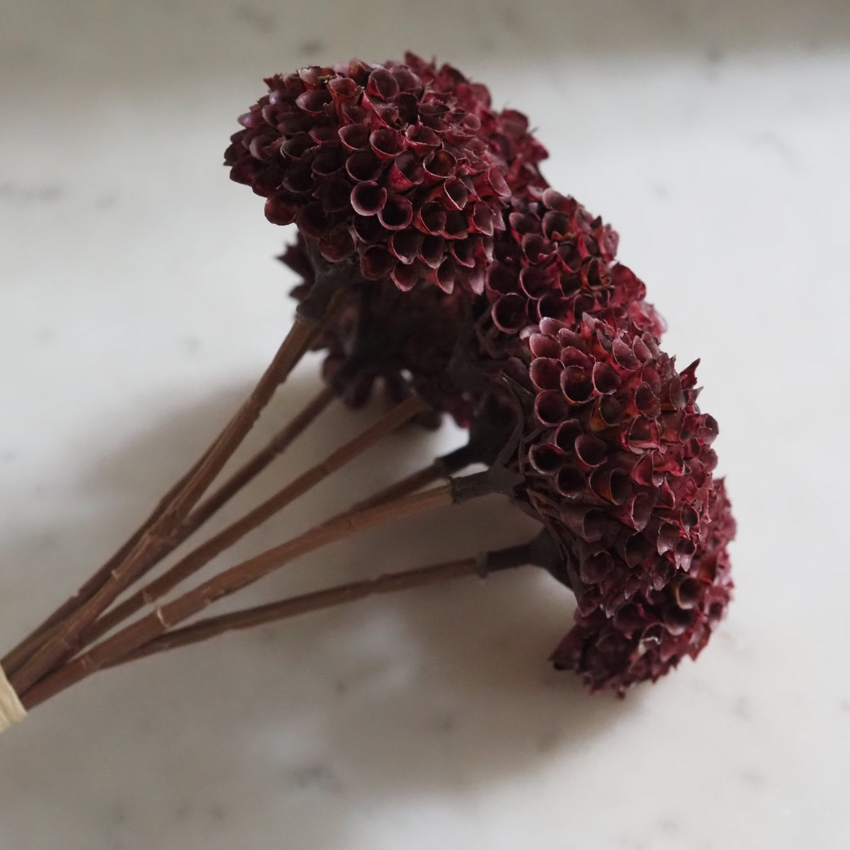 Dahlien-Bündel Burgund · Pompon-Dekoblumen, 7 Stiele
