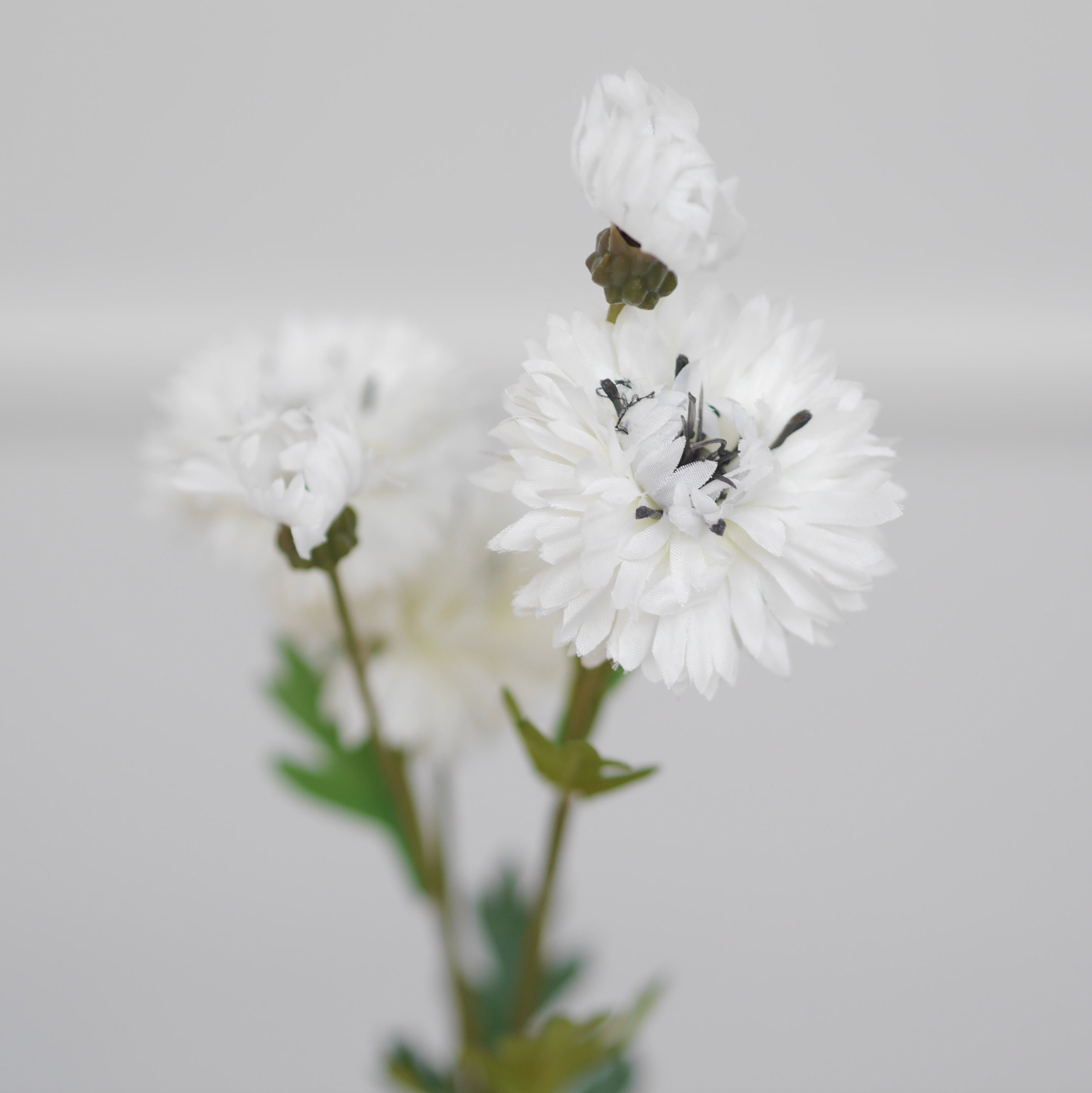 Kornblumen-Zweig · dekorative Sommerfloristik